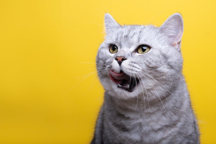 Imagem de um gato tabby cinza com olhos amarelos, sentado com a língua para fora, com uma parede amarela ao fundo.