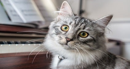 Imagem de um gato siberiano cinza com olhos amarelos, olhando para frente, sentado ao lado de um piano com partituras.