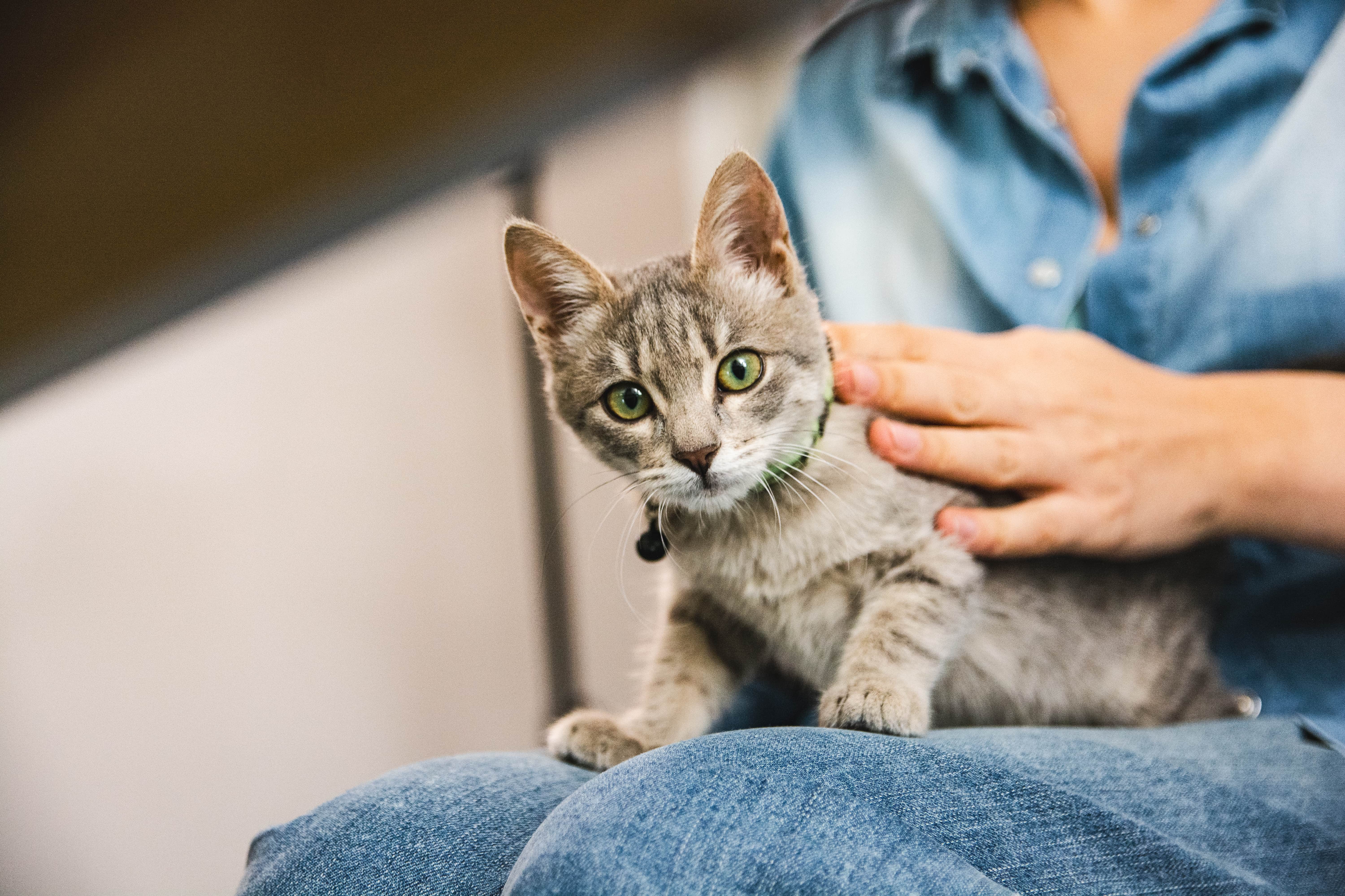Filhote de gato malhado no colo de uma pessoa de roupa jeans