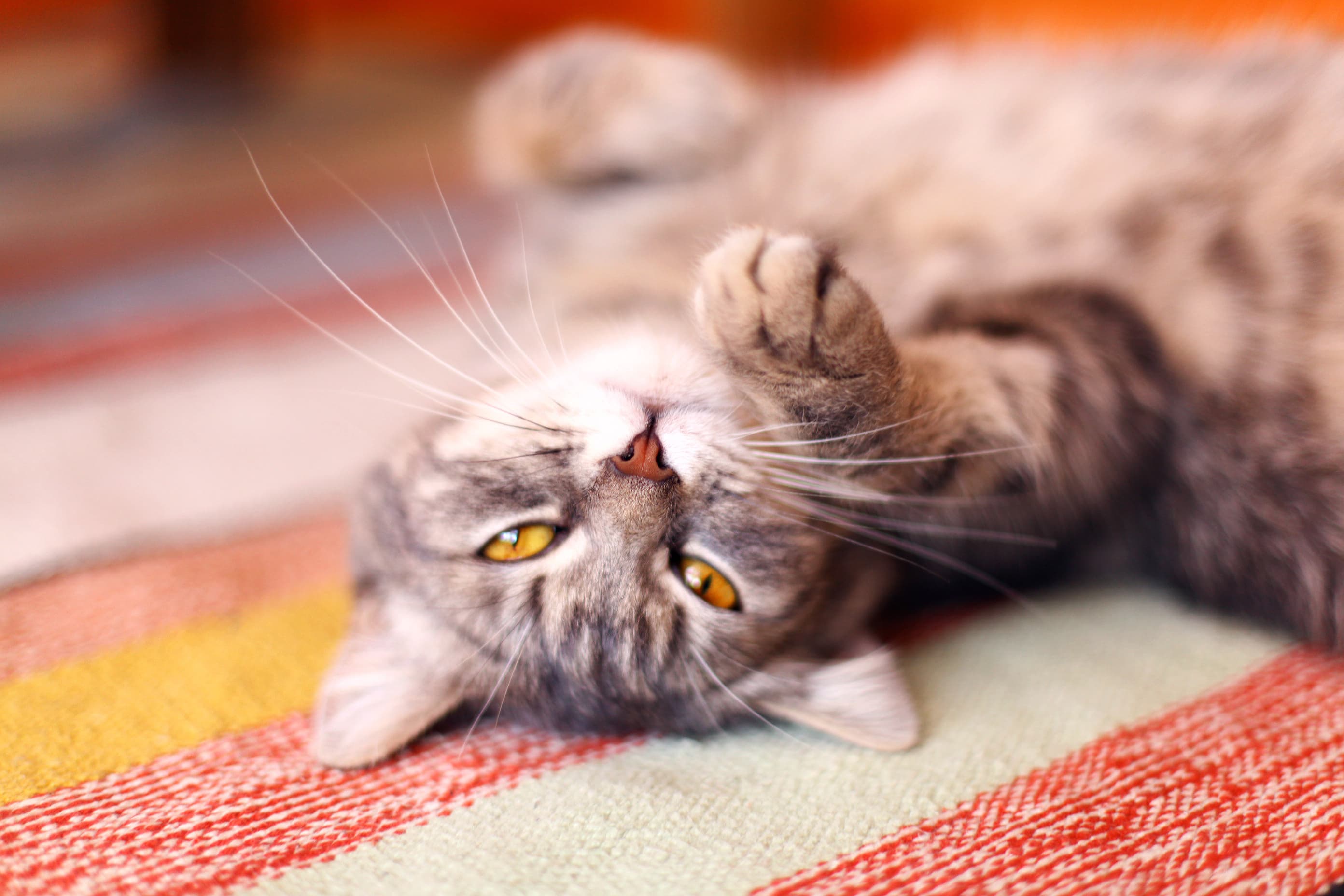 Gatinho malhado, deitado de barriga para cima em um tapete
