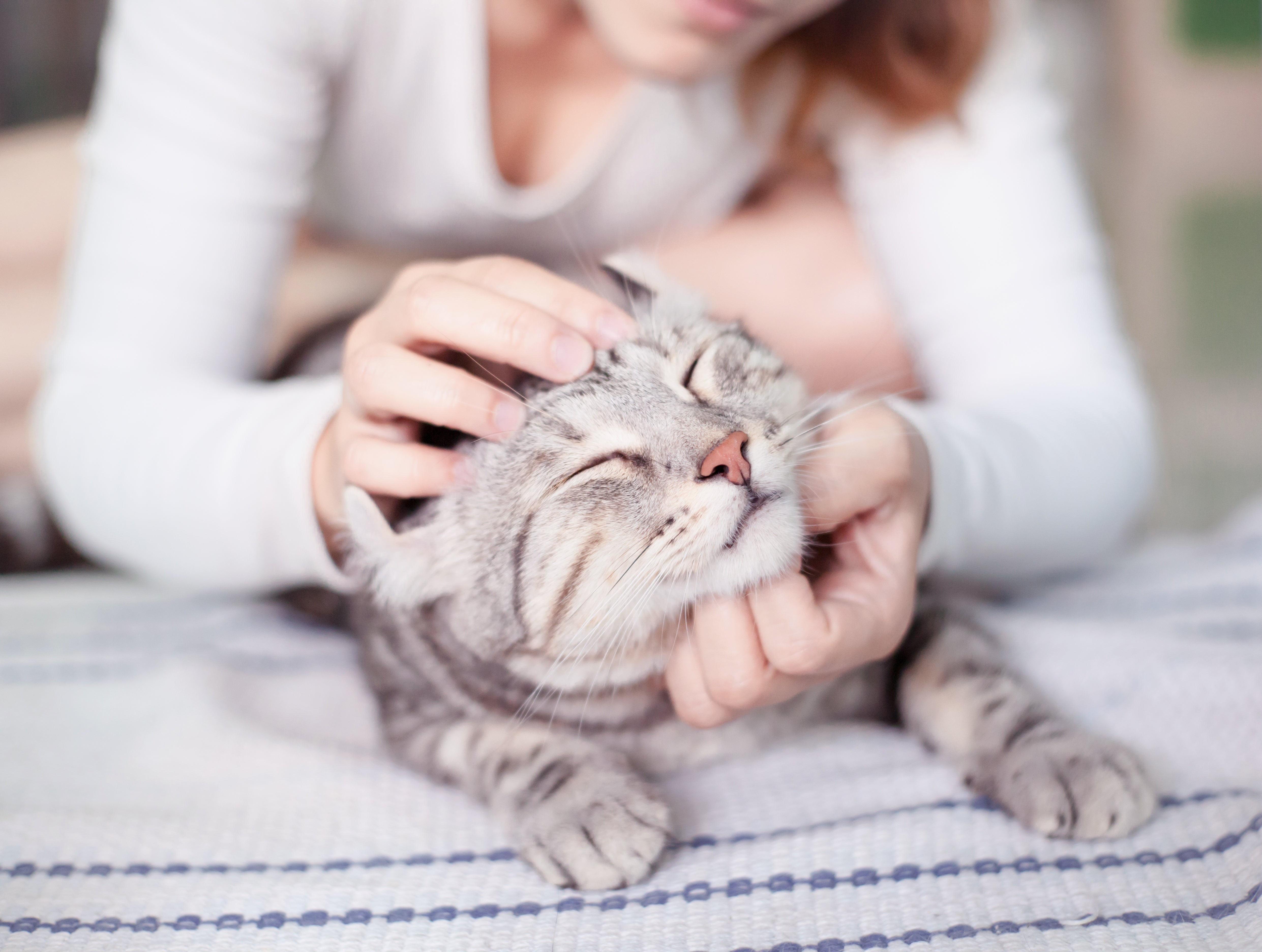 Gato malhado cinza feliz deitado em uma manta branca recebendo carinho de uma pessoa.