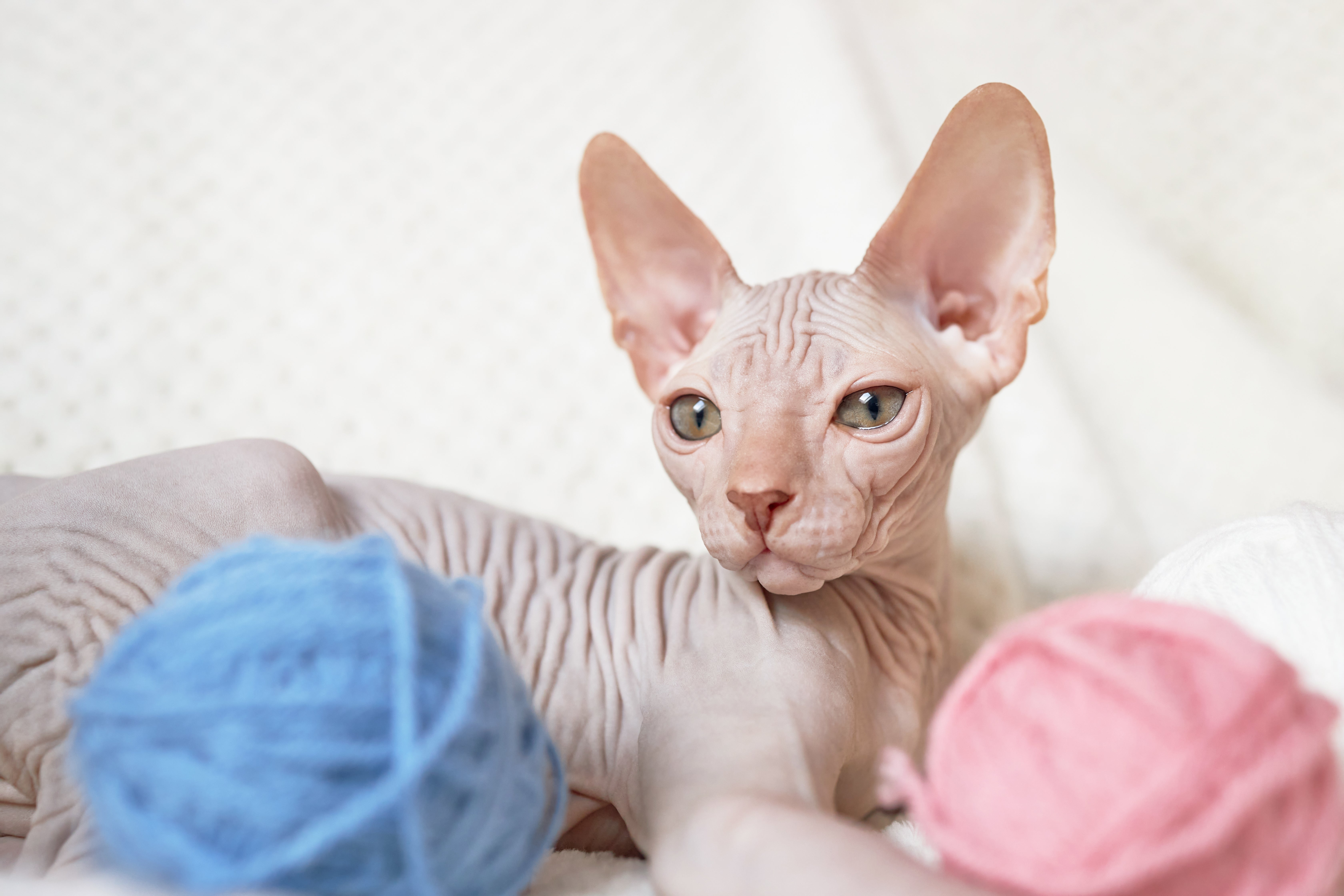 Gato Sphynx branco deitado, com algumas bolas de lã azul e rosa ao seu redor