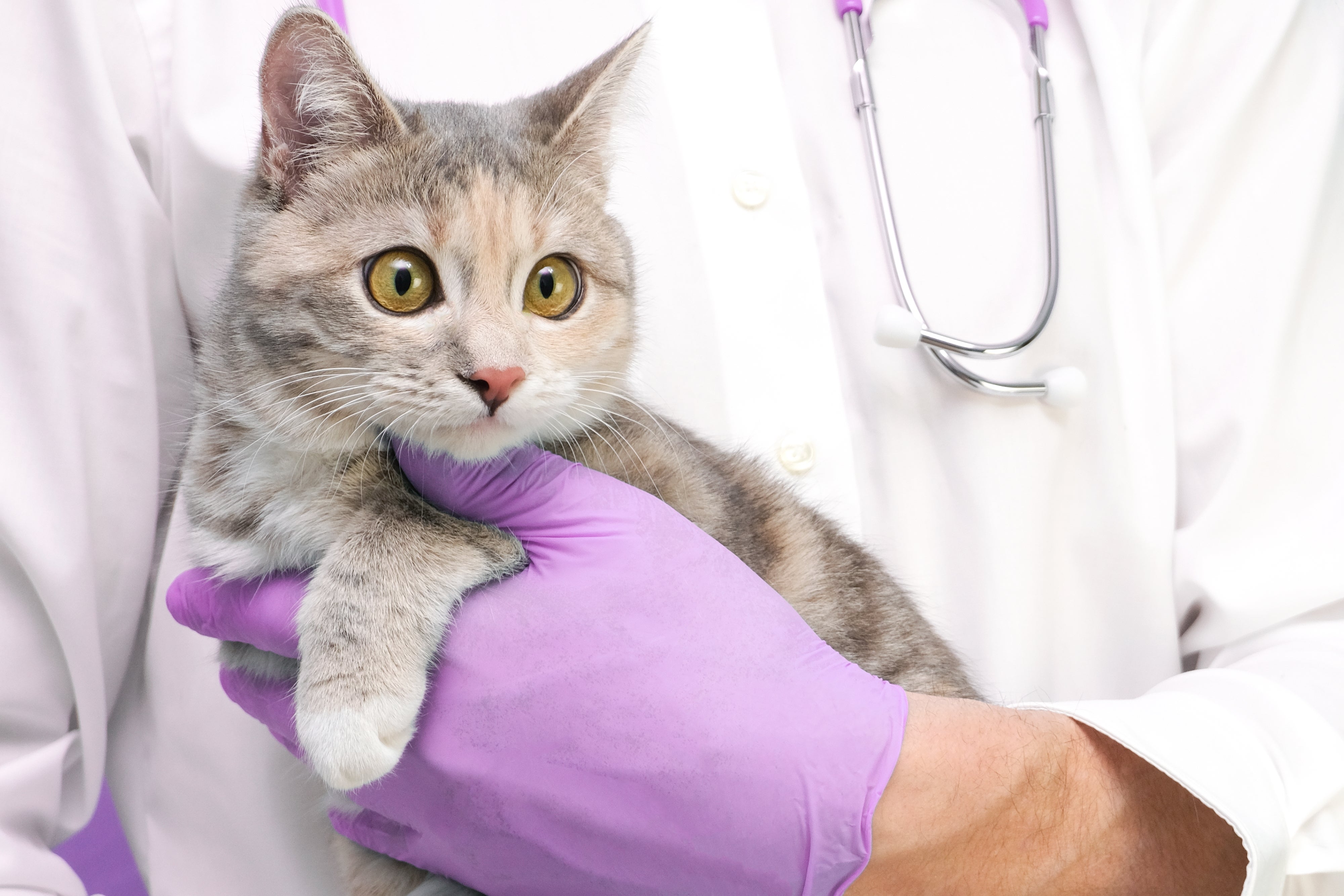 Imagem de um gato cinza com olhos amarelos no colo de um médico veterinário usando luvas roxas e com um estetoscópio no pescoço.