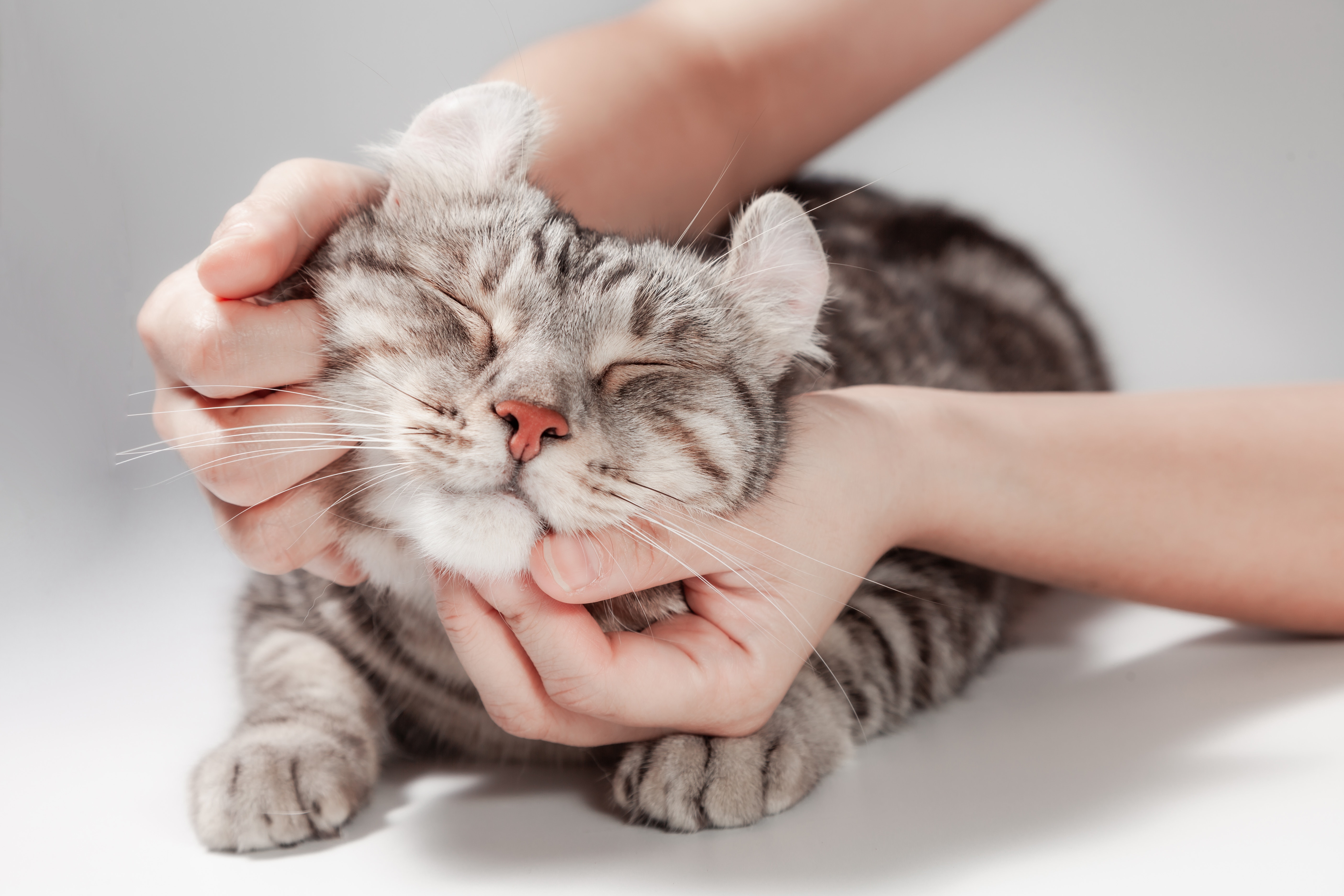 Imagem de um gato cinza e branco deitado, dormindo, enquanto seu tutor faz carinho nele e segura sua cabeça com as duas mãos.