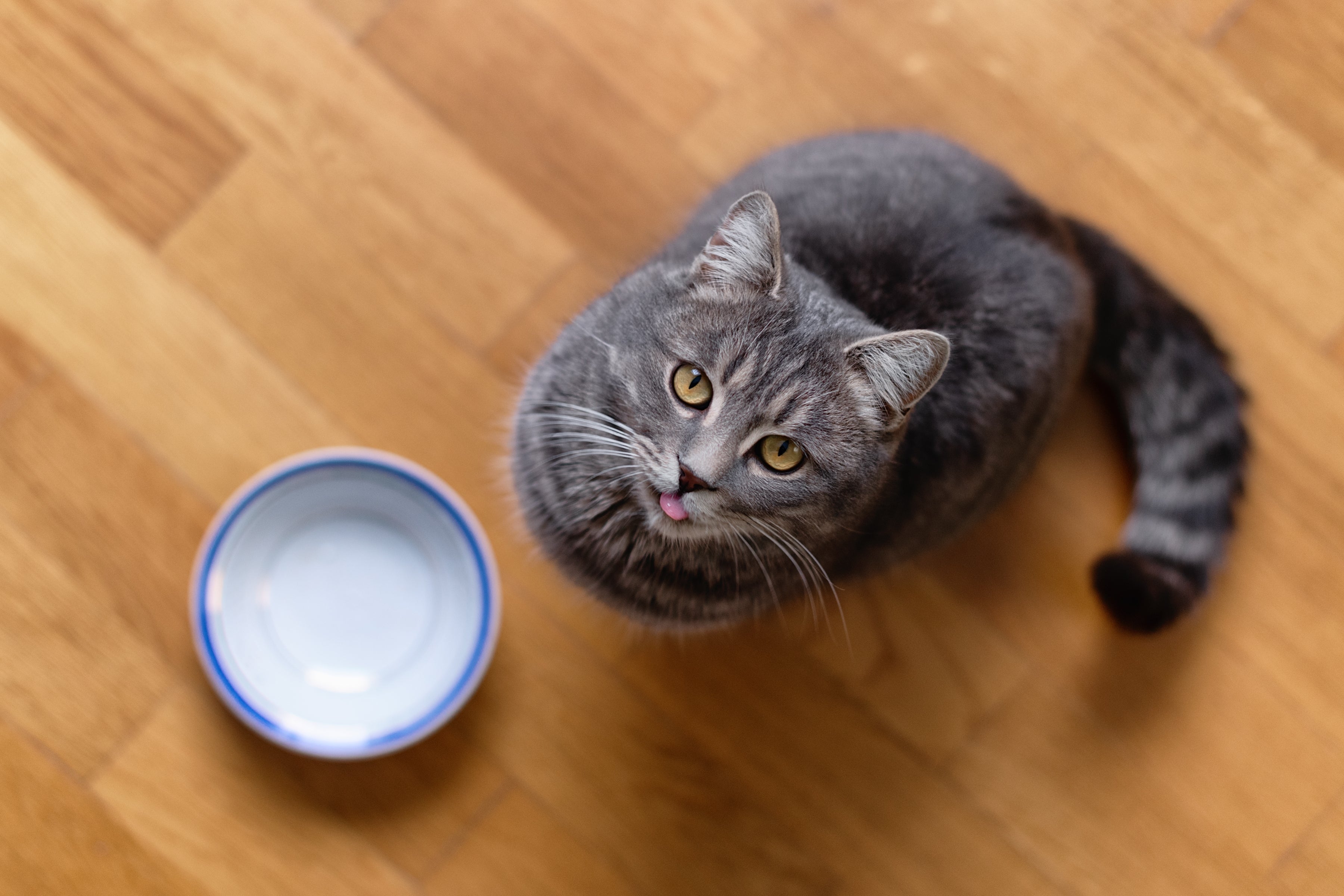 Gato de pelo curto inglês faminto sentado na frente de uma tigela esperando o dono servir a ração