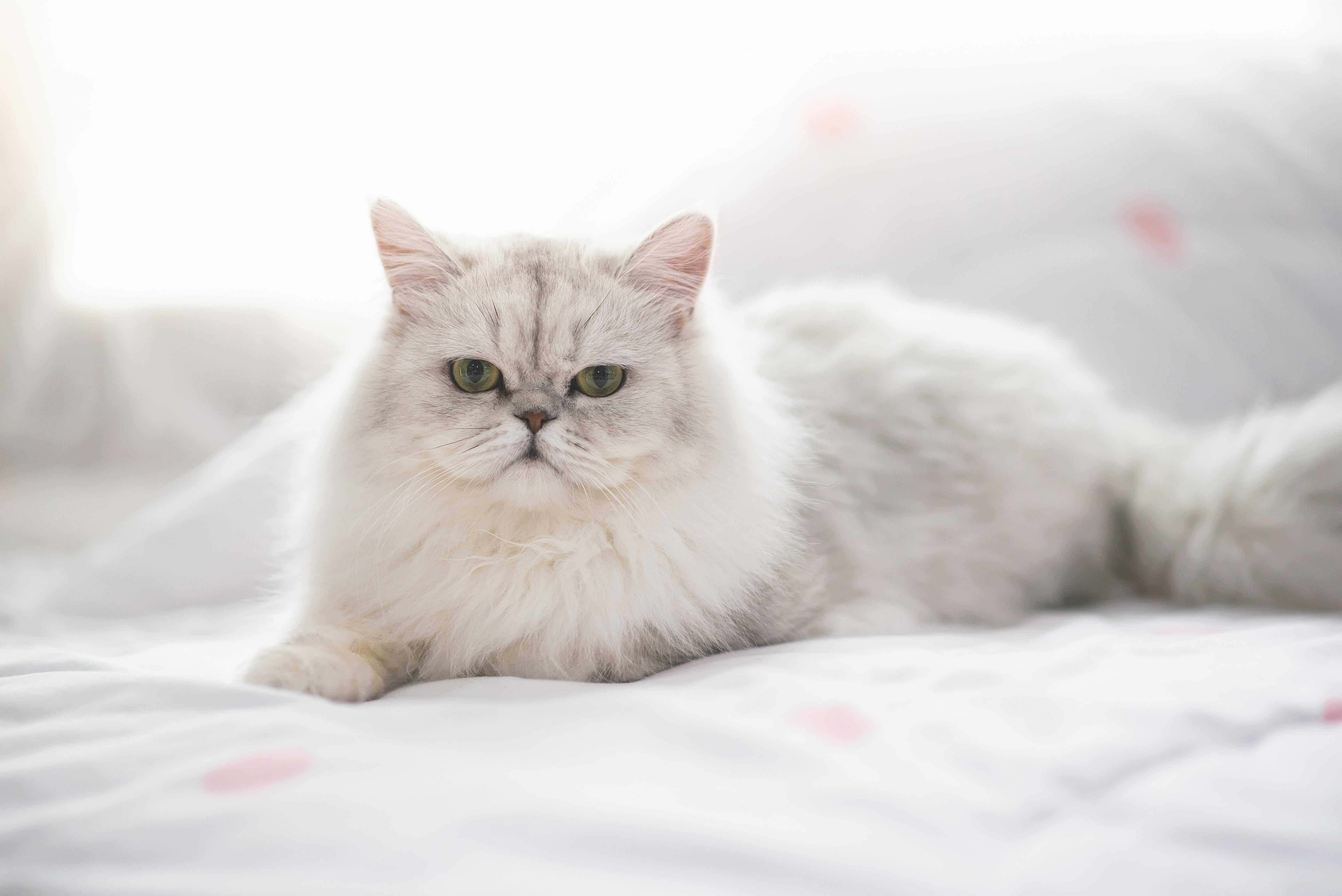 Gato persa branco deitado em um edredom branco