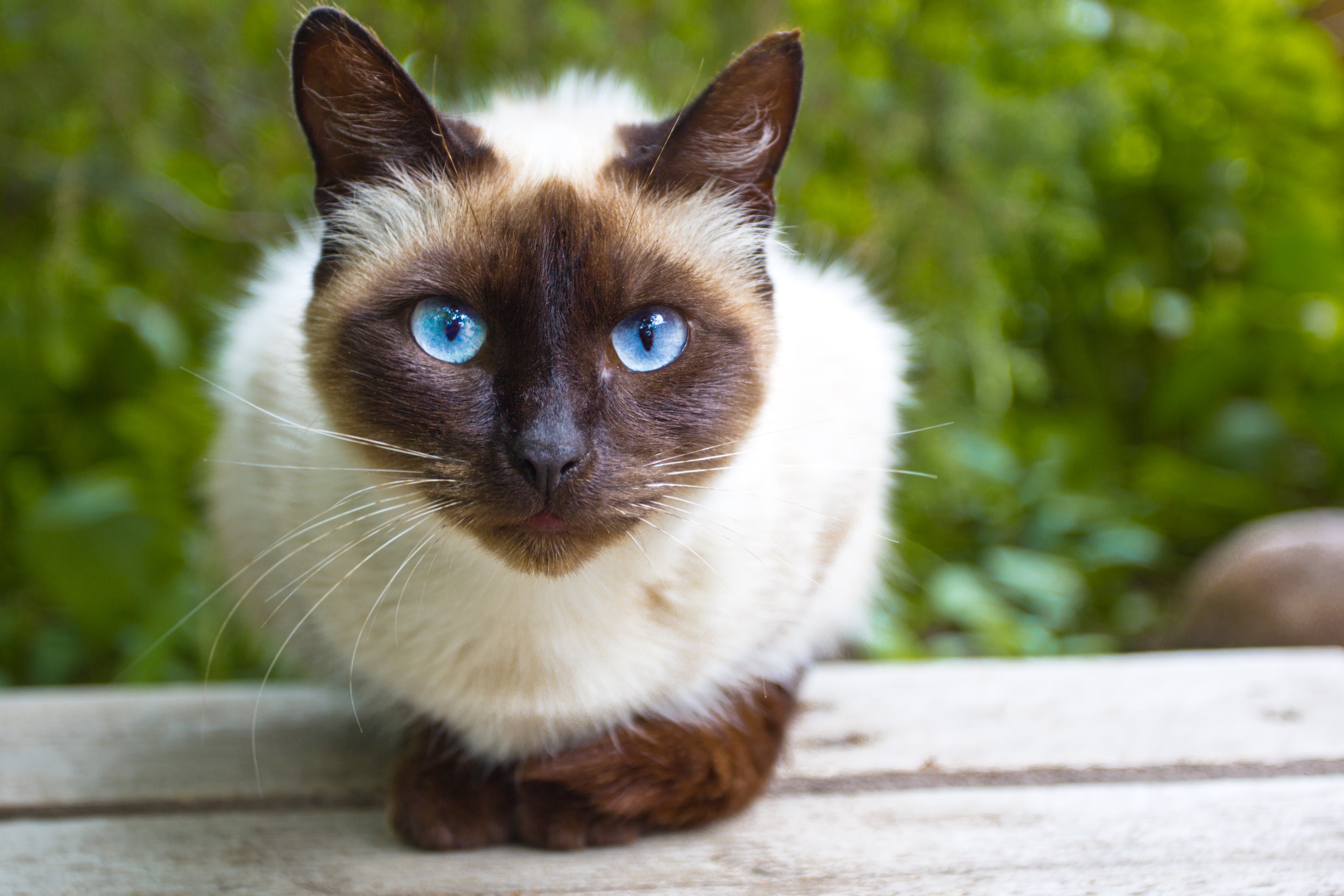 Imagem de um gato siamês deitado com as patas juntas, com os olhos azuis olhando para frente e com grama ao fundo.