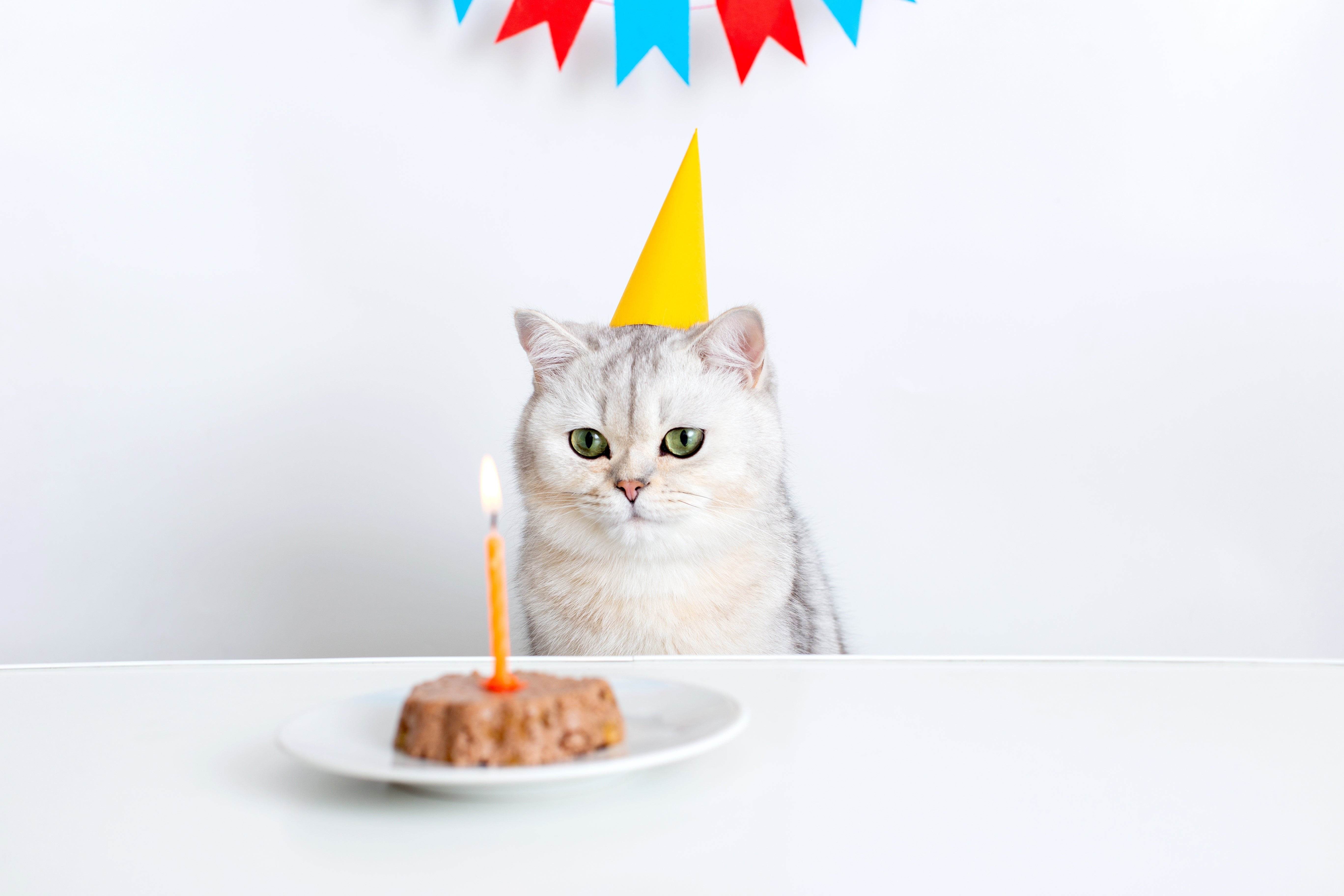 Gato de pelo curto inglês usando um chapéu de festa amarelo, sentado em frente a um prato branco com um petisco em forma de bolo e uma vela acesa. O cenário inclui uma parede de fundo branca decorada com bandeirinhas coloridas.