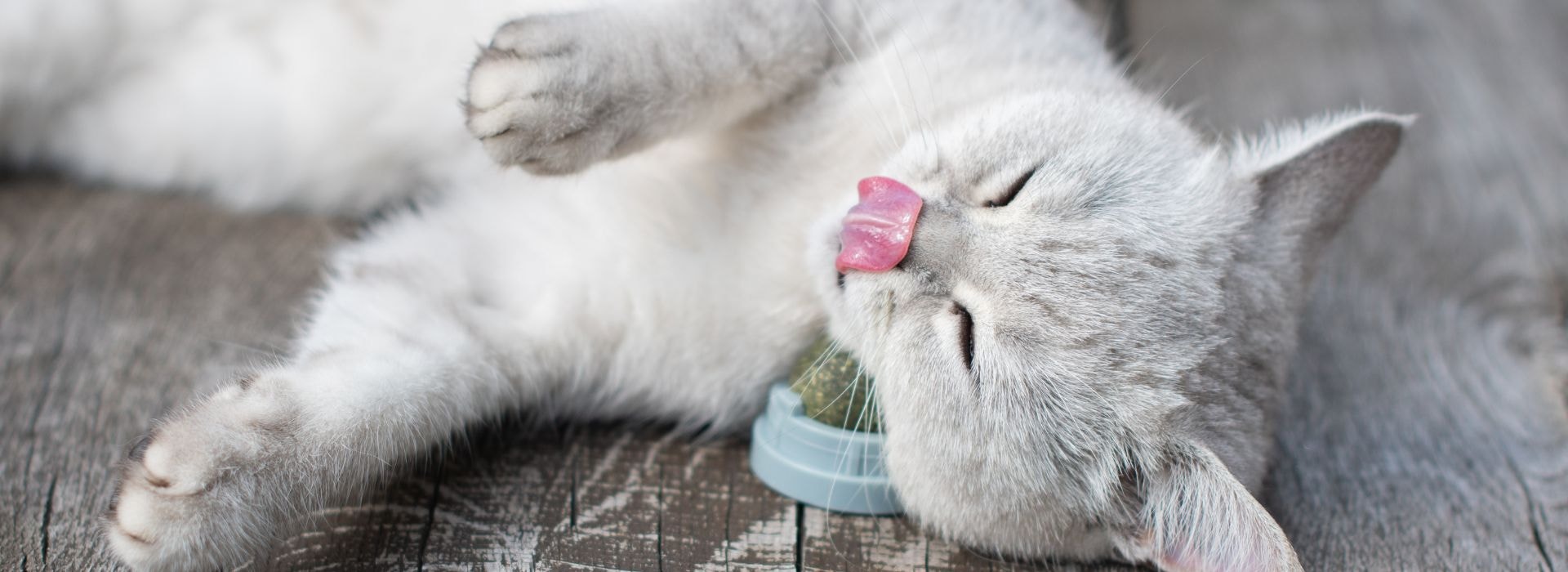 Gato de Pelo Curto Inglês deitado perto de Catnip em piso de madeira.