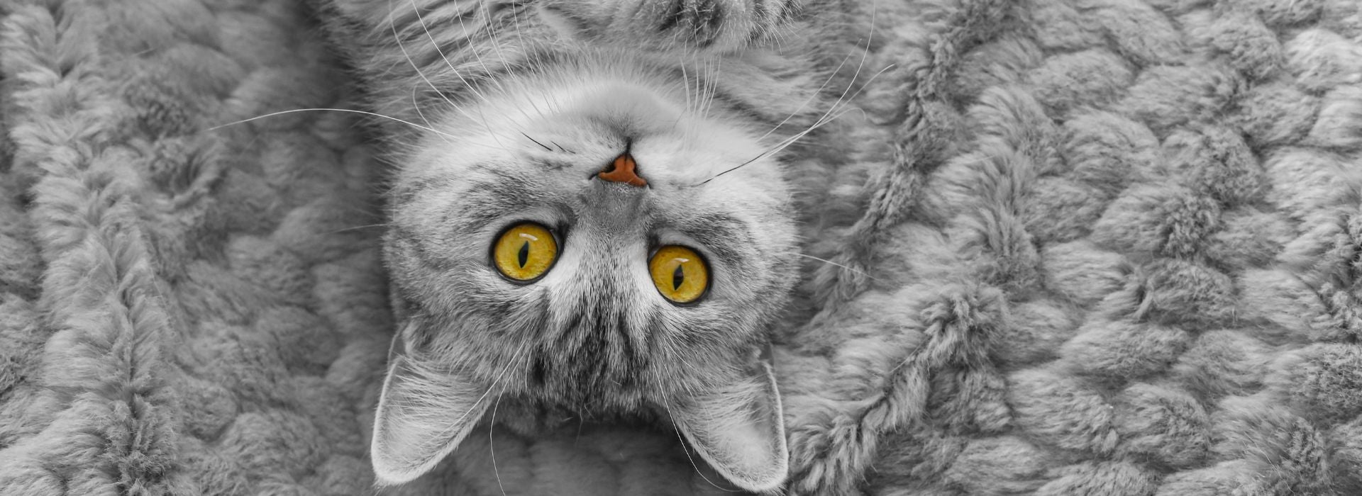 Gato American Shorthair da Whiskas deitado de barriga pra cima em manta cinza.