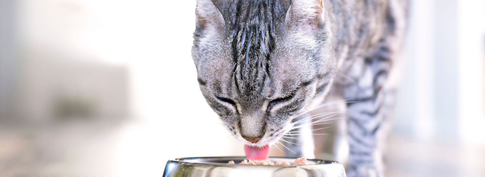 Gato adulto rajado cinza comendo ração úmida em seu pote prateado.