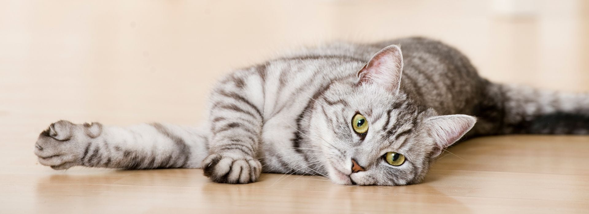 Gato malhado cinza deitado confortavelmente no chão de madeira em uma sala iluminada.