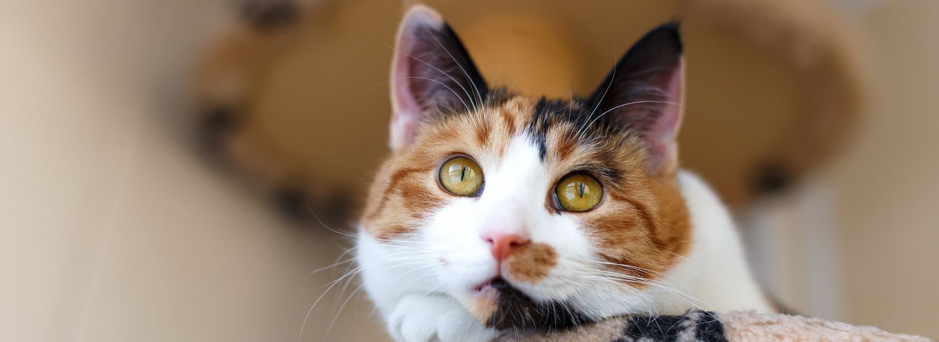 Gata tricolor adulta de cores branco, preto e caramelo rajado deitada em cadeira estofada.