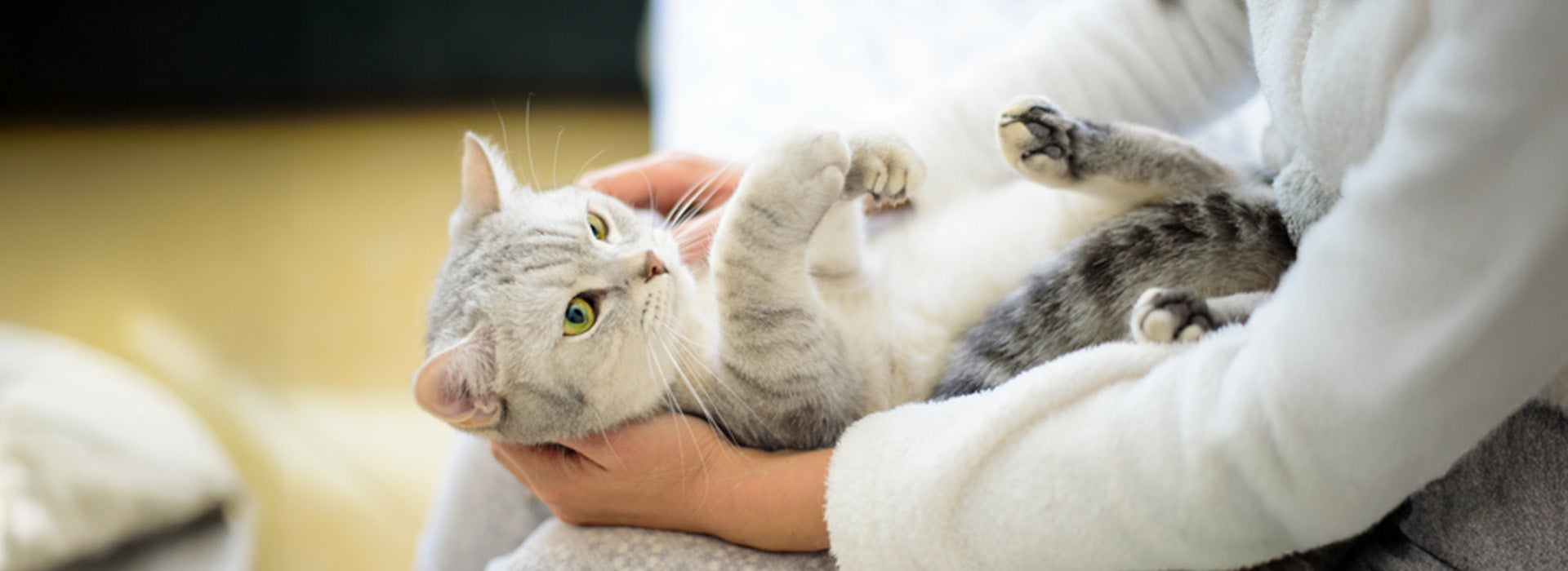 Tudo o que você precisa saber para cuidar de um gato filhote