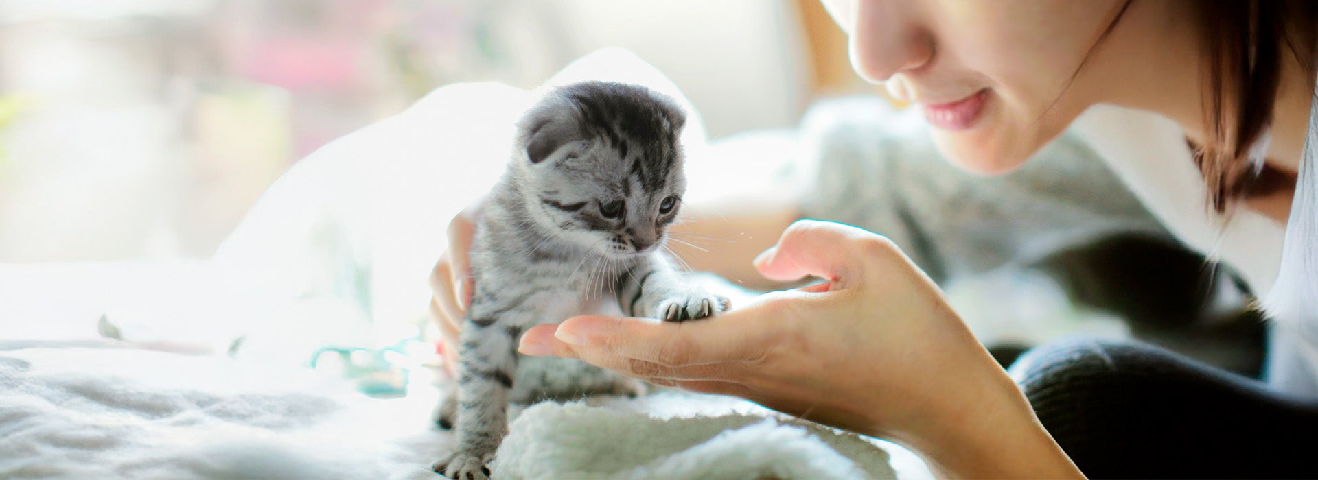 Truques para adestrar seu gato sem complicações