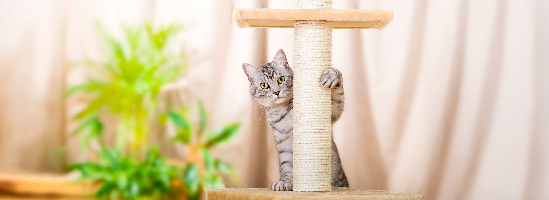 Gato cinza de olhos verdes brincando em um arranhador, em um ambiente interno com plantas ao fundo.