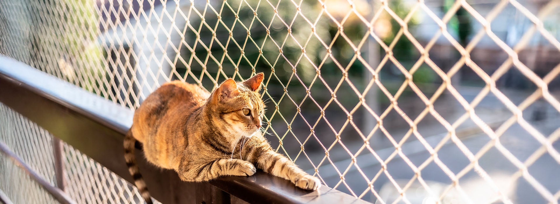 Gato rajado descansando em uma varanda protegida com tela de segurança, em um ambiente residencial ensolarado.