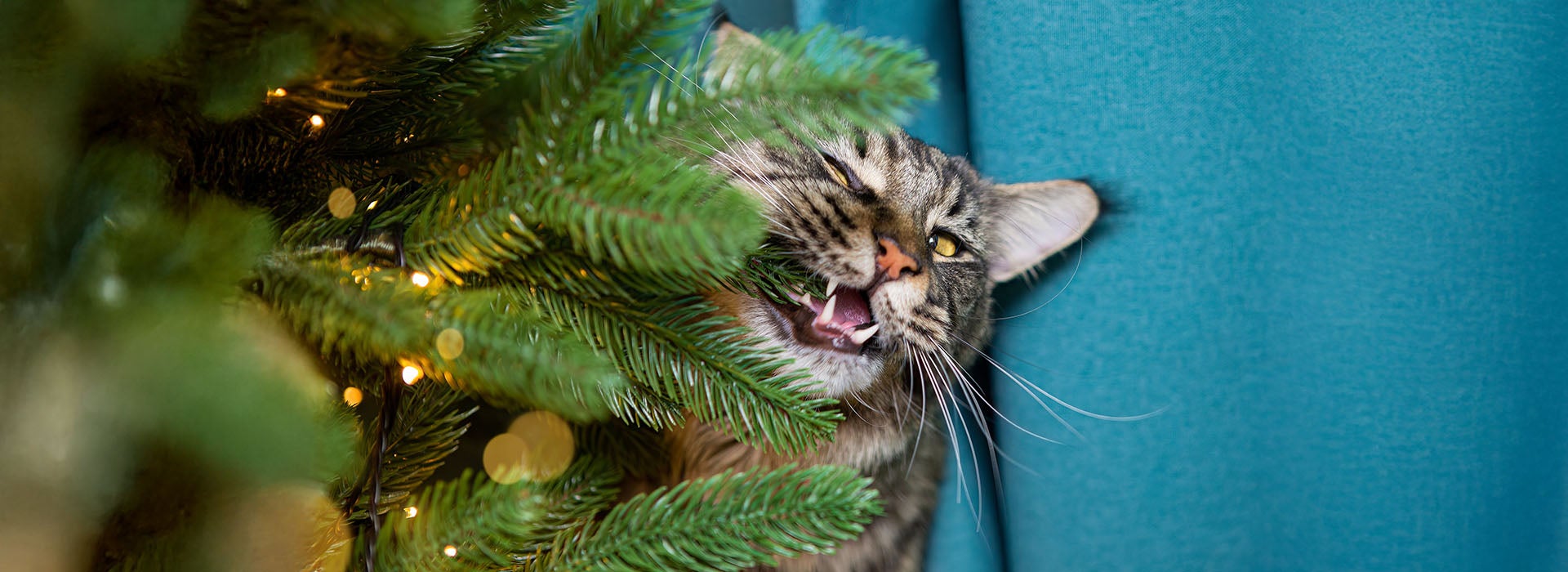 Gato cinza listrado mordendo os galhos de uma árvore de Natal decorada, com um fundo azul.