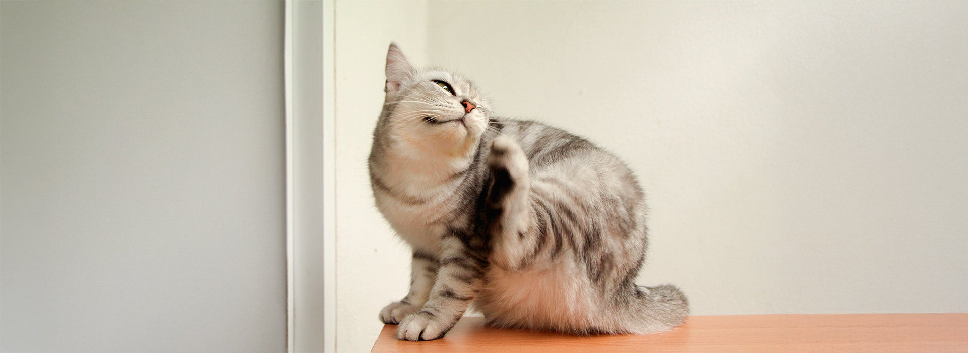 Um gato cinza malhado com pulgas coçando a cabeça com a pata traseira, sentado em uma superfície de madeira, com fundo branco.