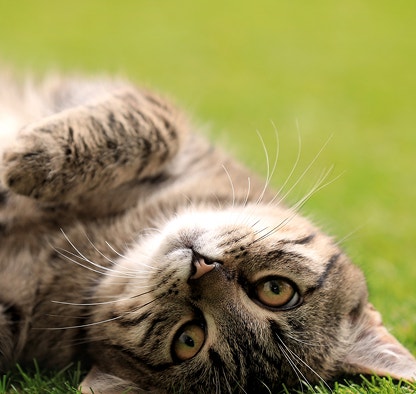 Gatinho deitado na grama