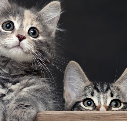 Dois gatinhos filhotes olhando para cima