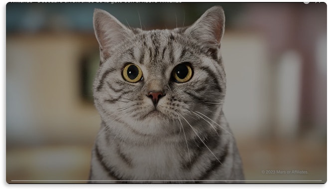 Capa do vídeo WHISKAS ® | Mais Ronronados