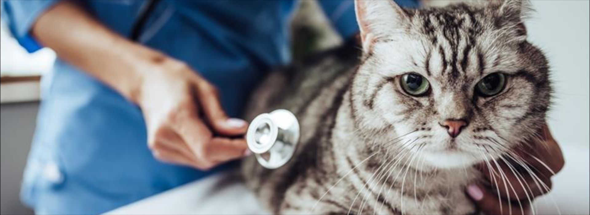 Gato deitado em cima de uma mesa, ao lado de um estetoscópio sendo segurado por um profissional da saúde