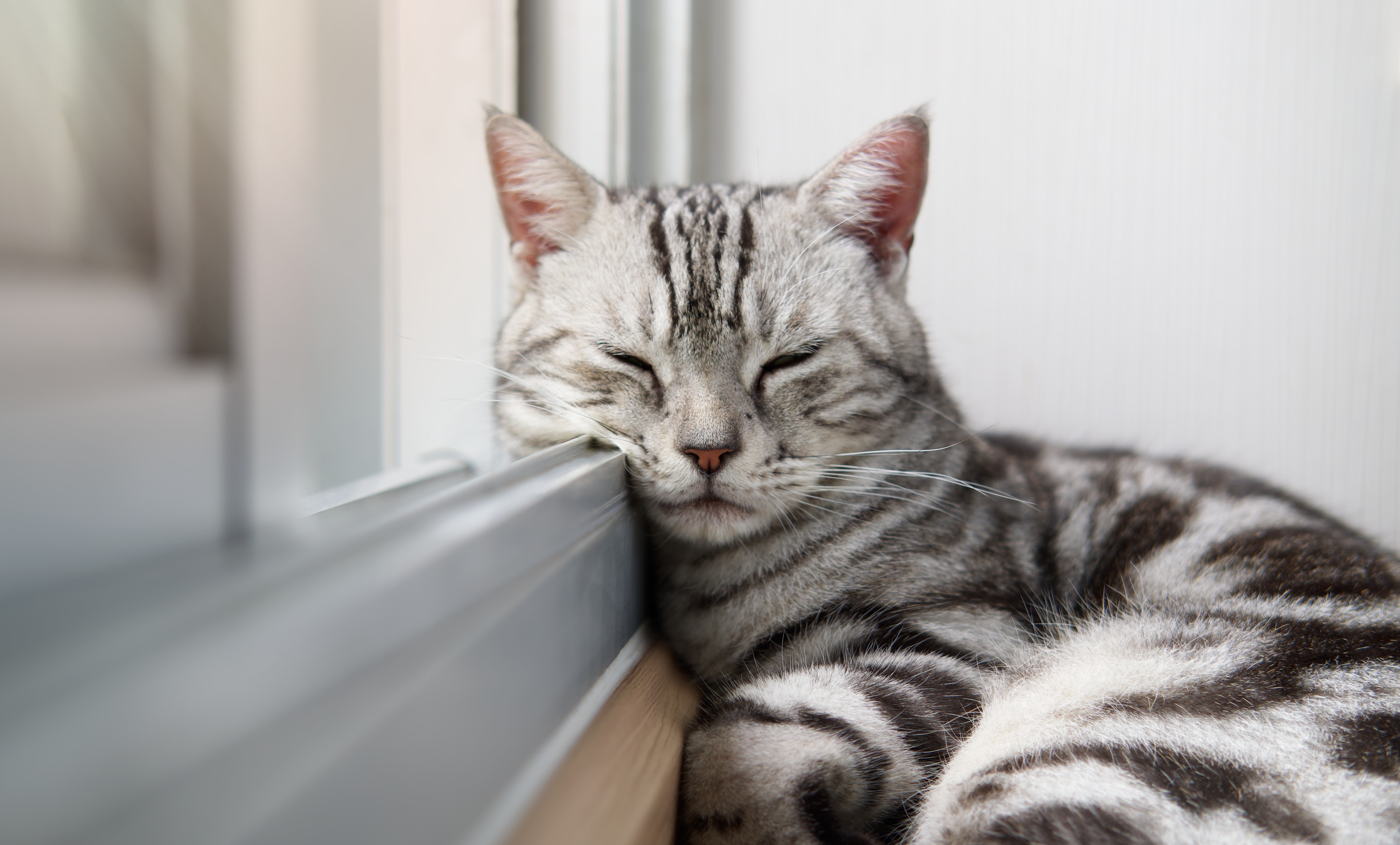 Gato de pelagem cinza com listras pretas descansando ao lado de uma janela.