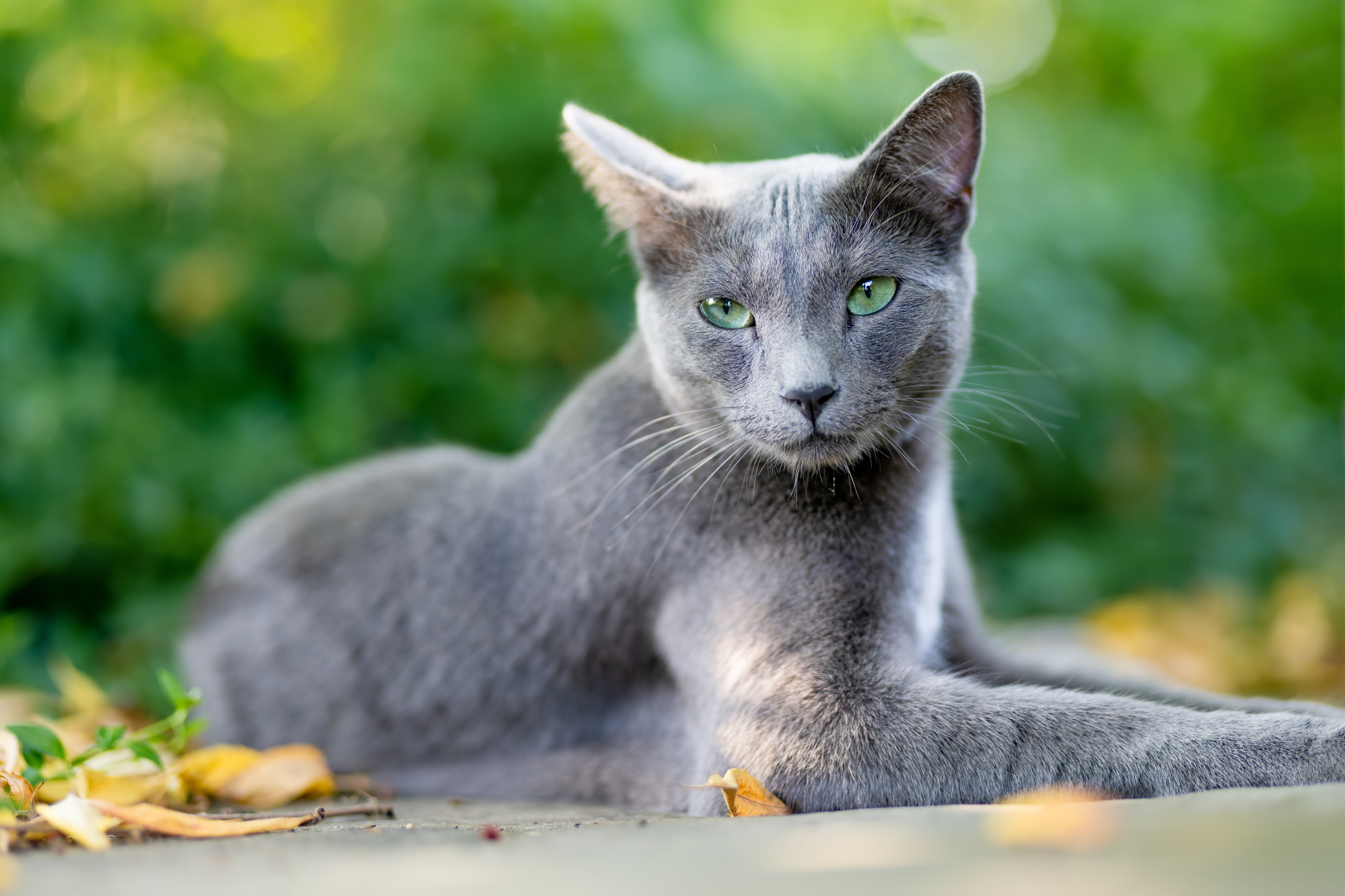  Gato Azul Russo de olhos verdes descansando ao ar livre em um ambiente com folhas amarelas e fundo desfocado verde.