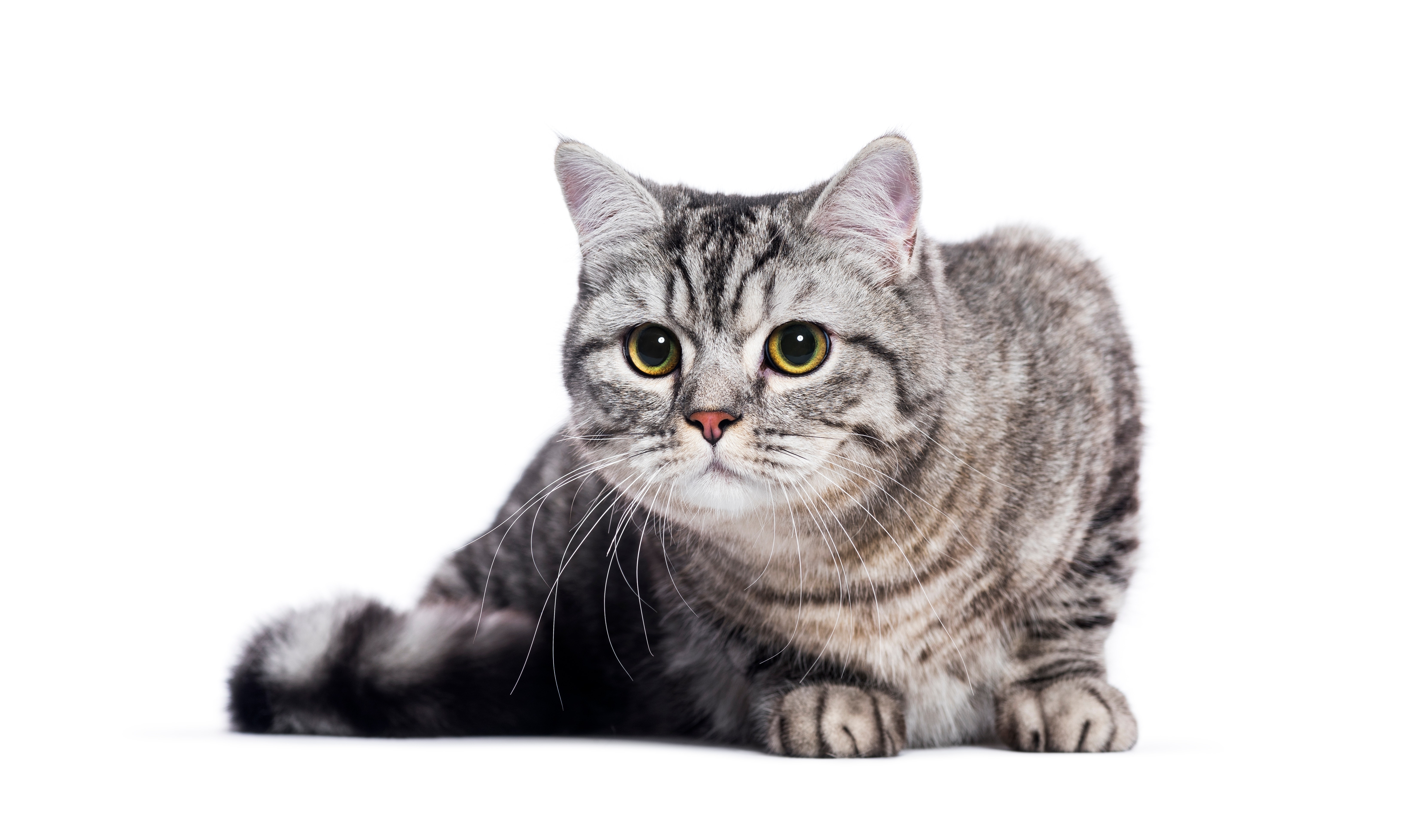 Gato de pelagem cinza com listras escuras, olhos grandes e expressivos, sentado sobre um fundo branco.