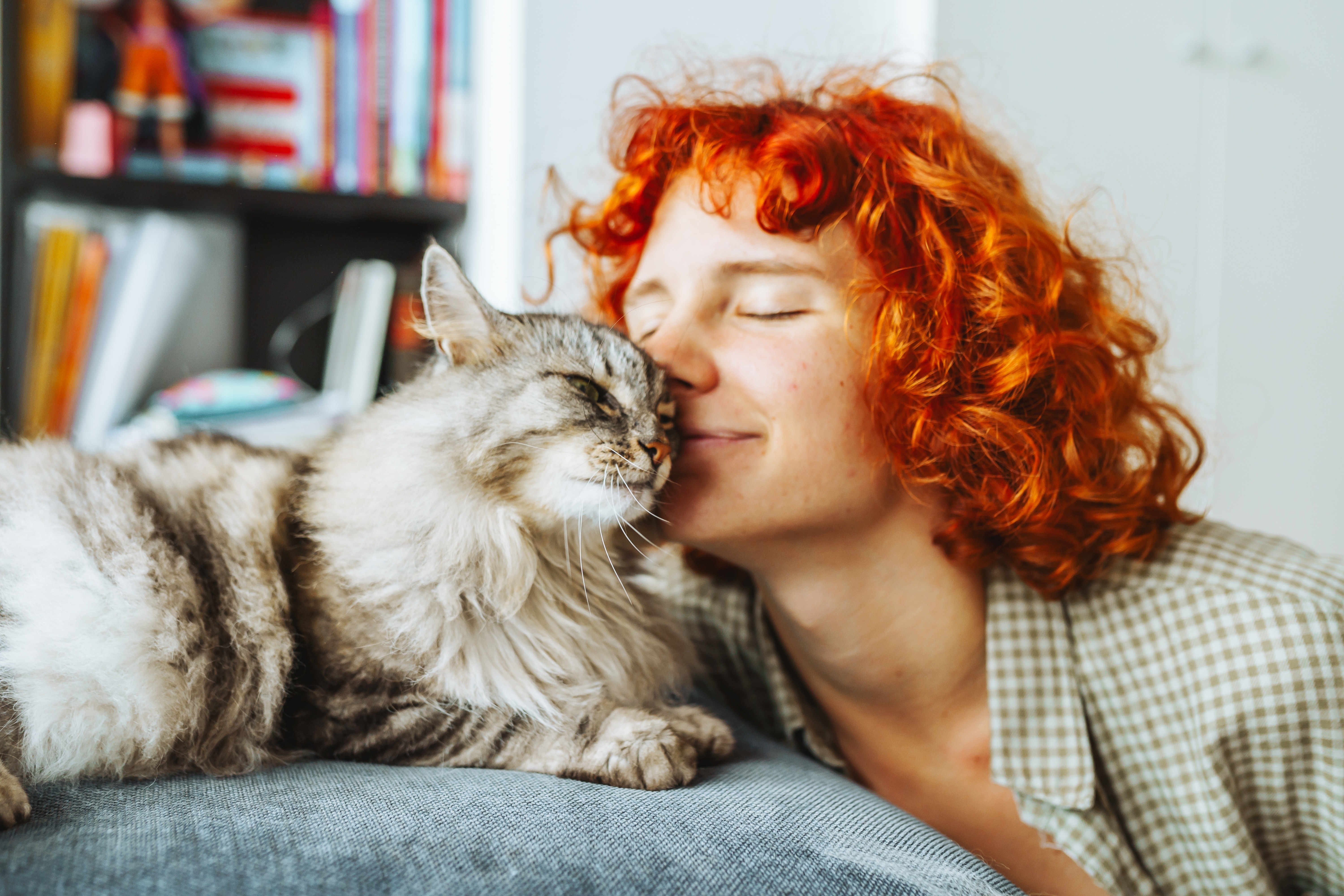 Pessoa interagindo carinhosamente com um gato de pelos longos em um ambiente interno com estante de livros ao fundo. O gato está deitado em uma superfície cinza.