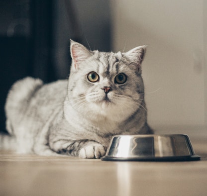 Gato deitado atrás de um potinho vazio