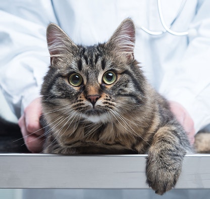 Gato mesclado sendo segurado na mesa pelas mãos de um veterinário