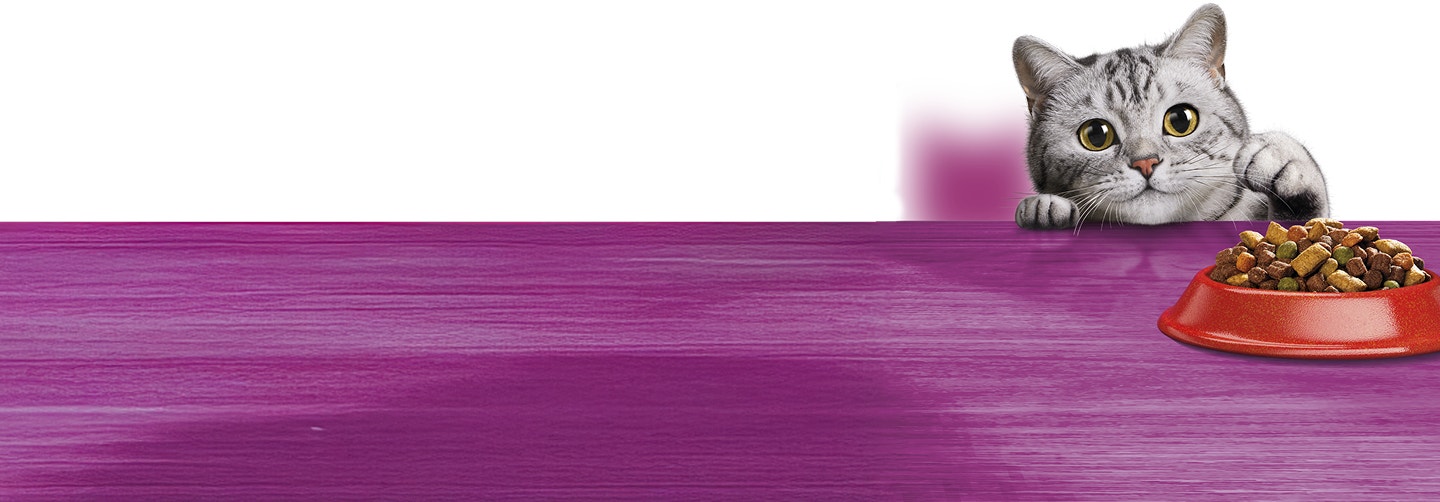 Um gato tentando pegar a ração de um potinho em cima de uma superfície roxa