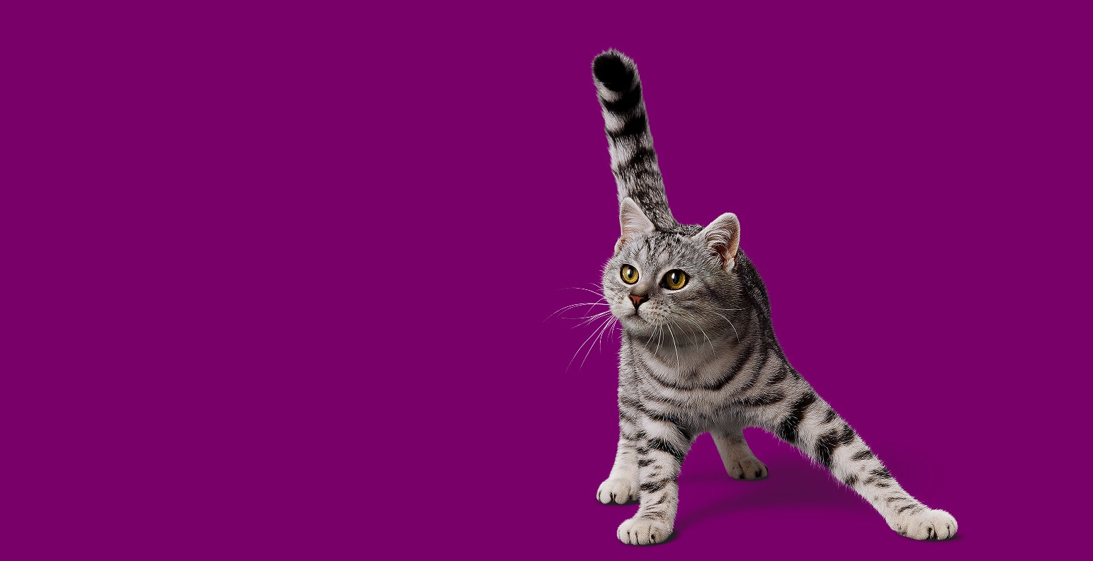 Gato listrado com fundo roxo