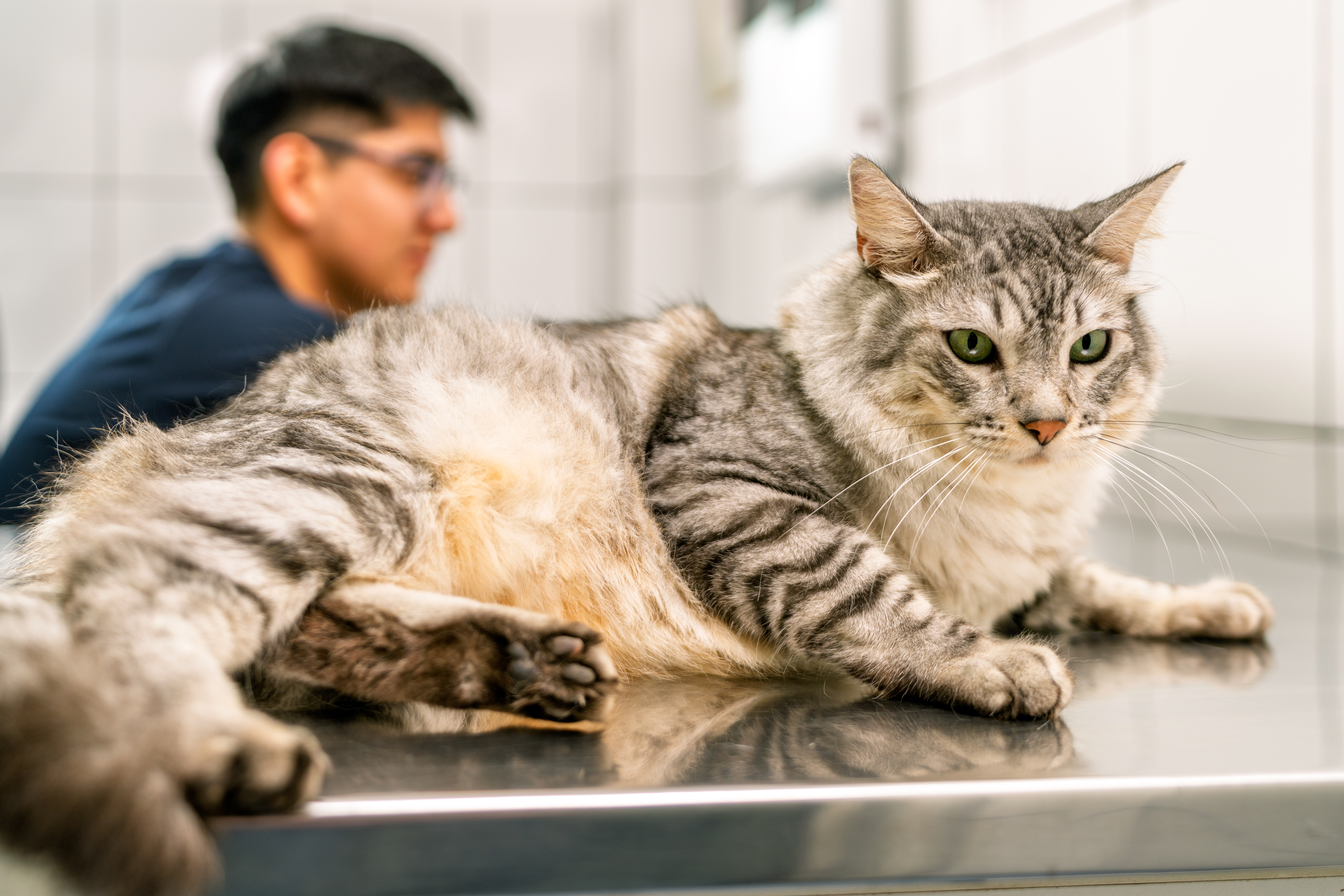 Gato cinza e branco sobre a mesa de atendimento sendo examinado por um veterinário para diagnóstico de giárdia em gatos.