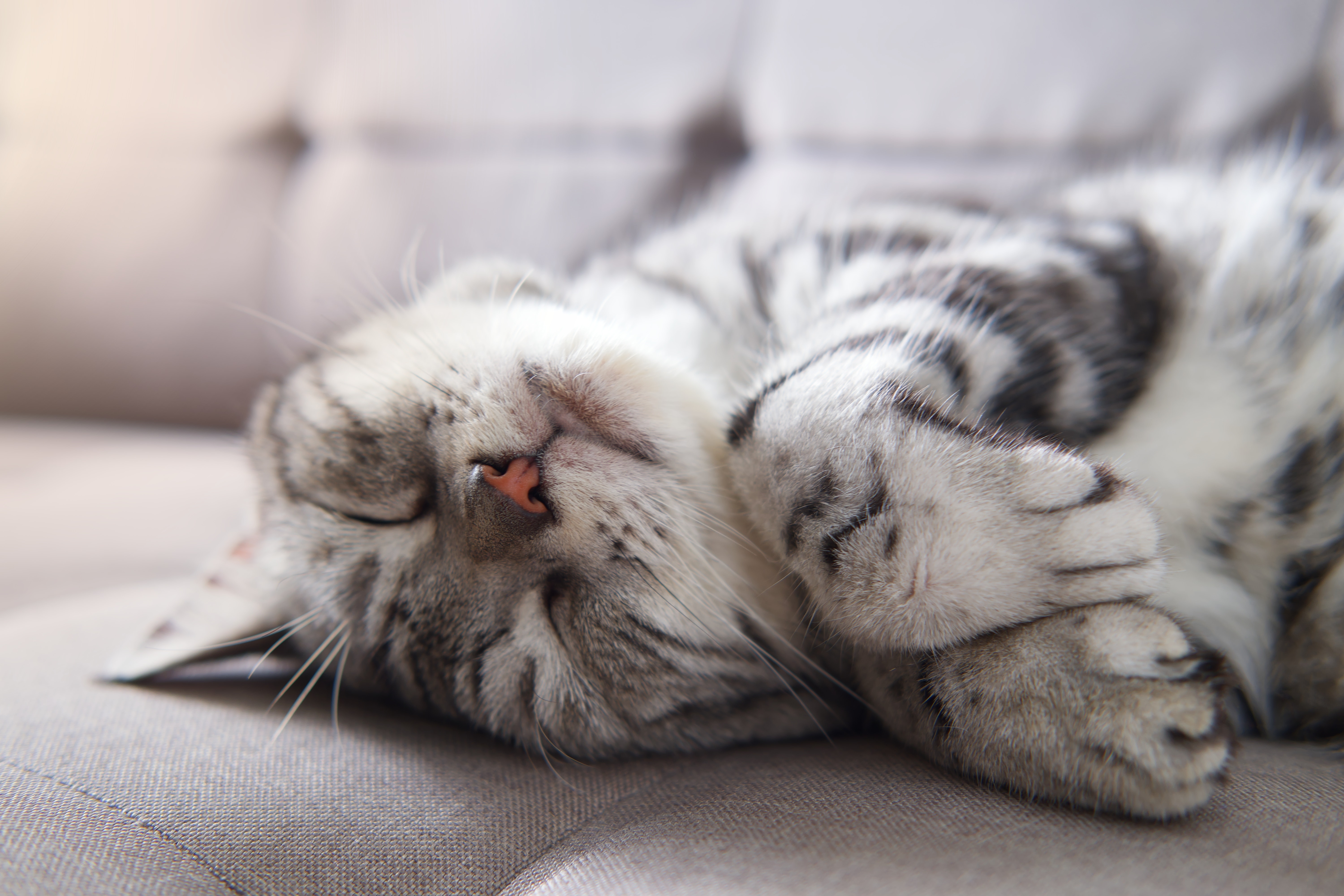 Gato cinza e branco dormindo tranquilamente no sofá, mostrando o conforto e bem-estar de um animal após uma boa adaptação de gatos ao lar.