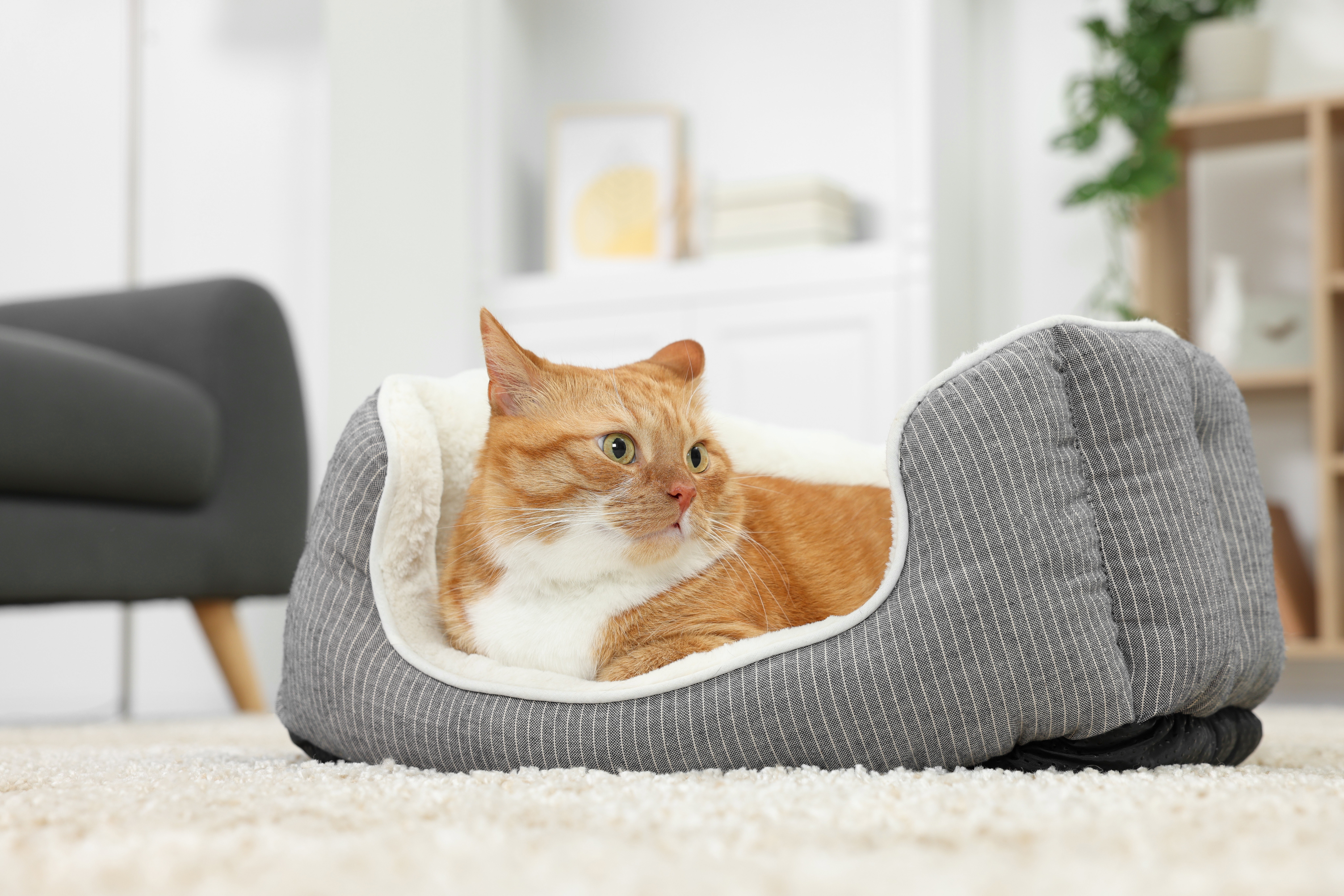 Imagem de um gato laranja com o peito branco deitado em uma cama para gatos cinza e branca, sobre um tapete, com uma poltrona, estante e outros itens ao fundo.