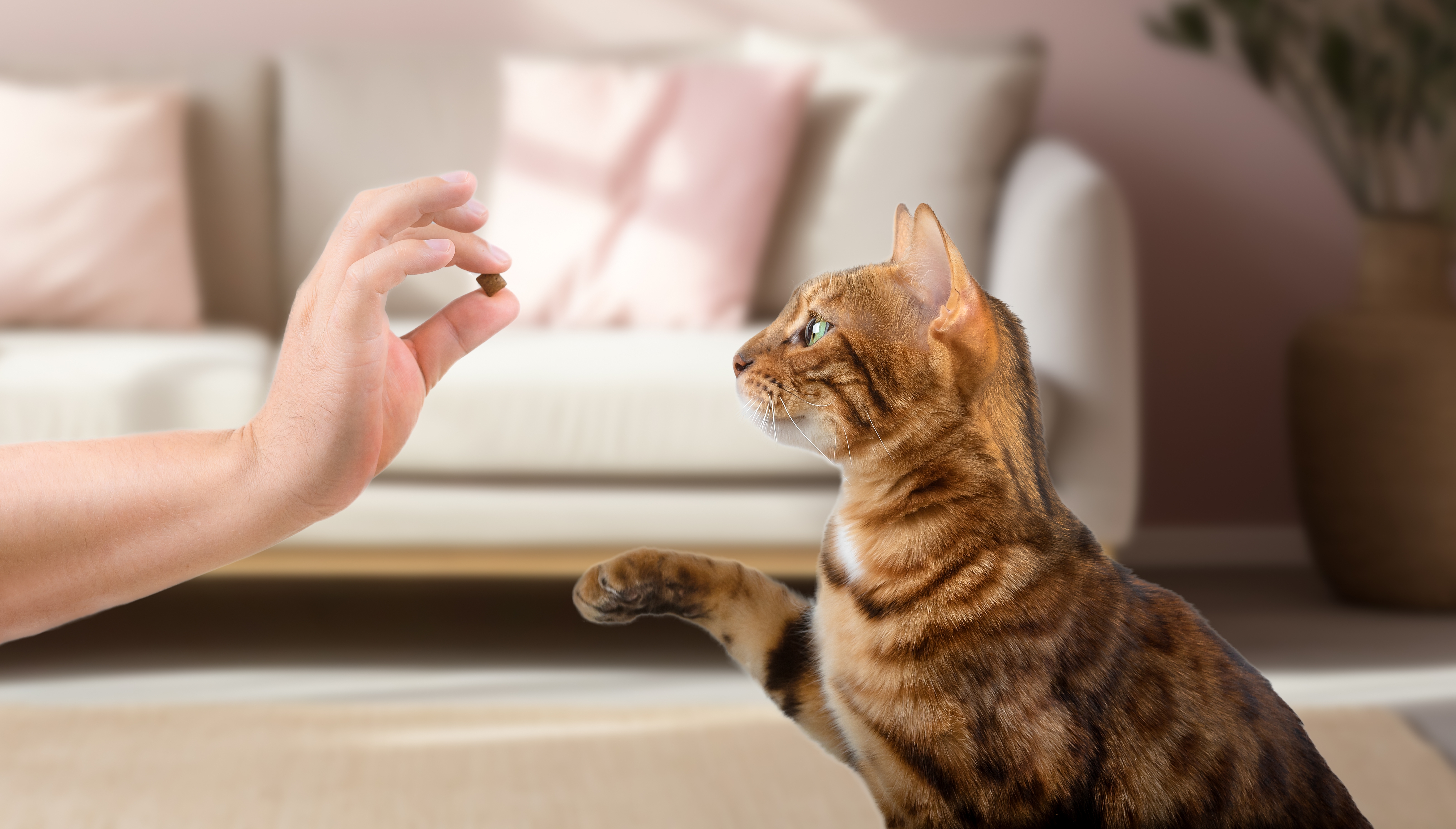Imagem de um gato-de-bengala sentado com a pata erguida em direção ao seu tutor, que segura um petisco. Ao fundo, um sofá com almofadas.