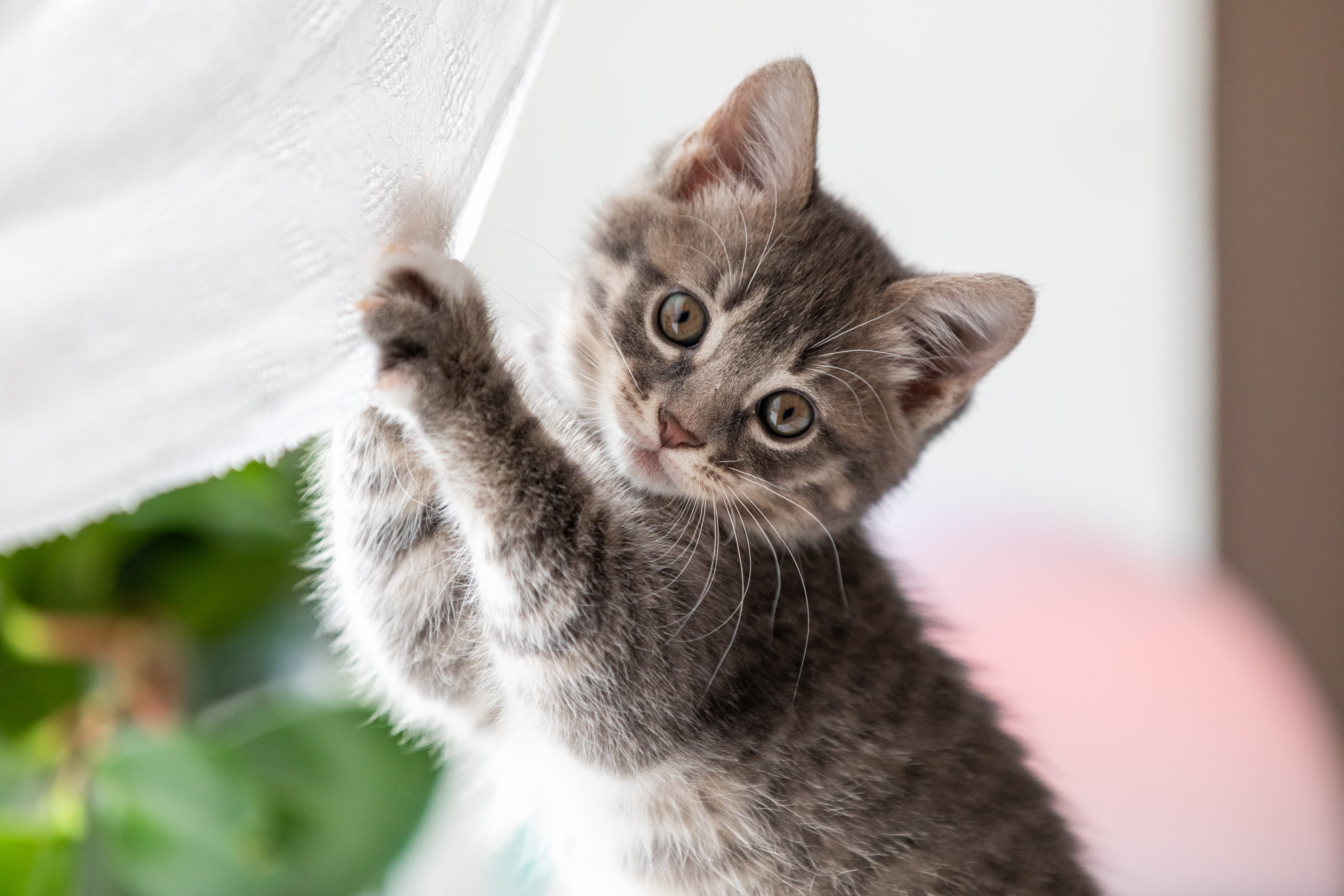 Gatinho filhote brincando com um tecido branco