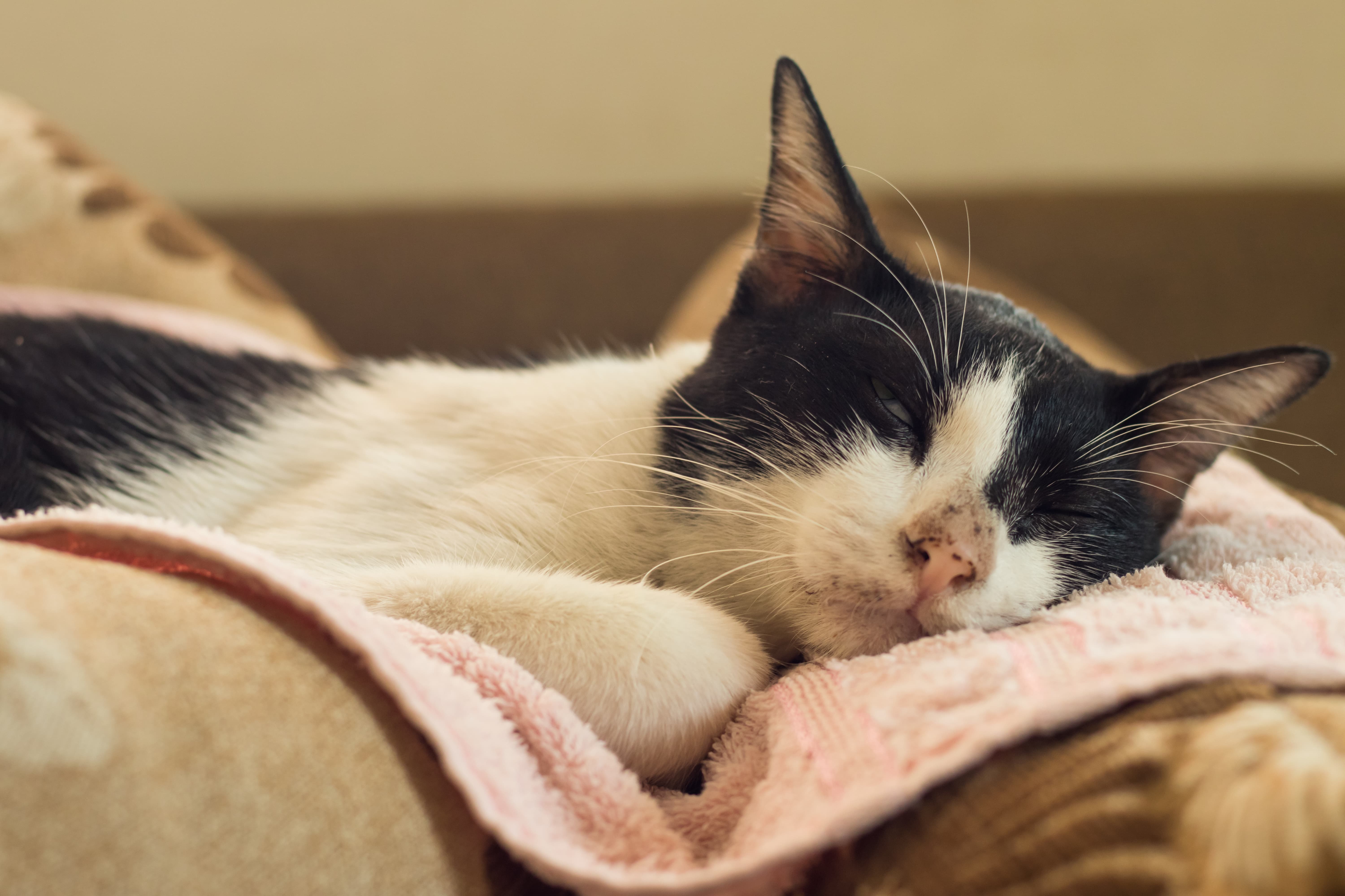 Gato Frajola, dormindo, deitado em um tecido rosa