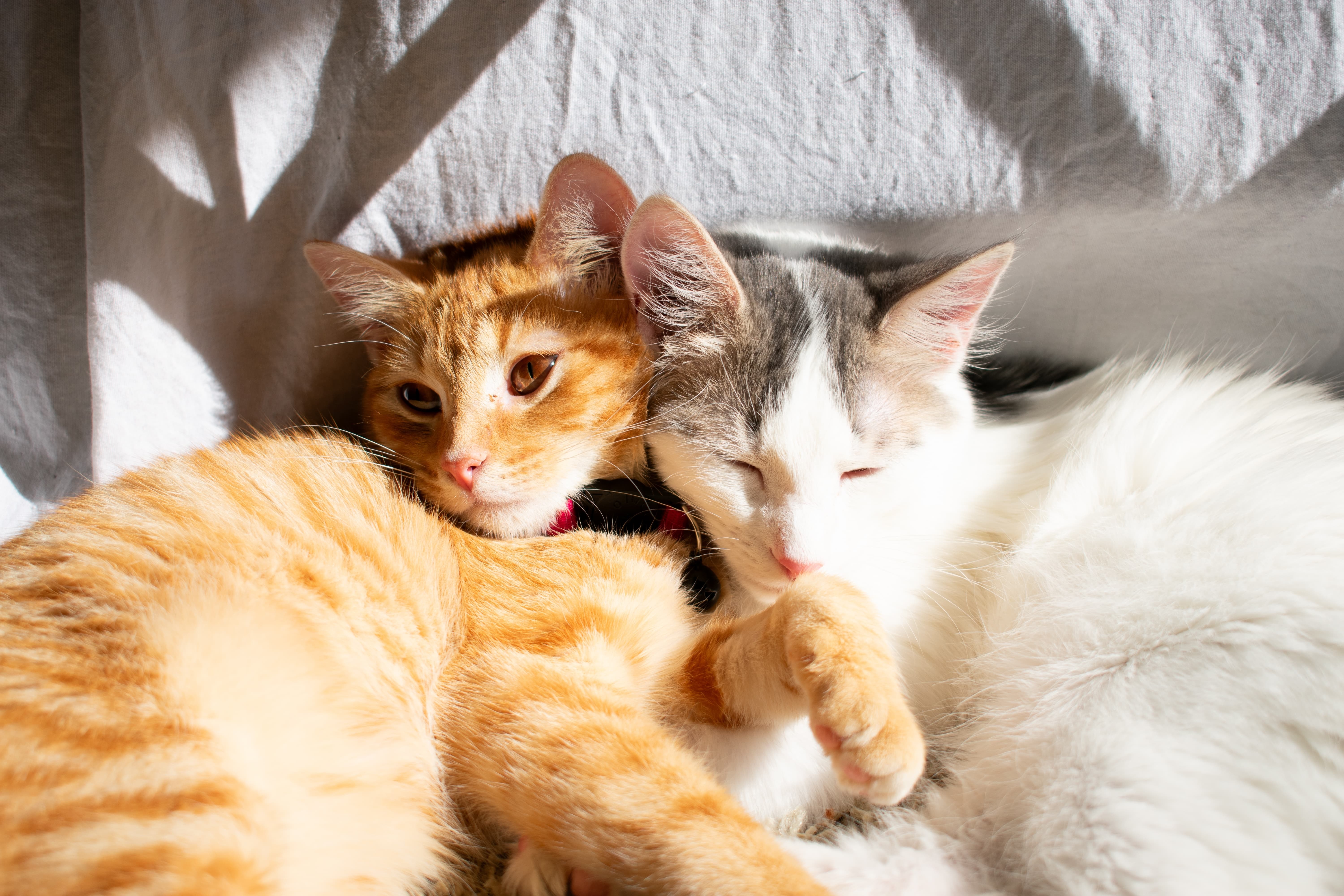 Gato laranja e Gato Branco deitados para dormir juntos