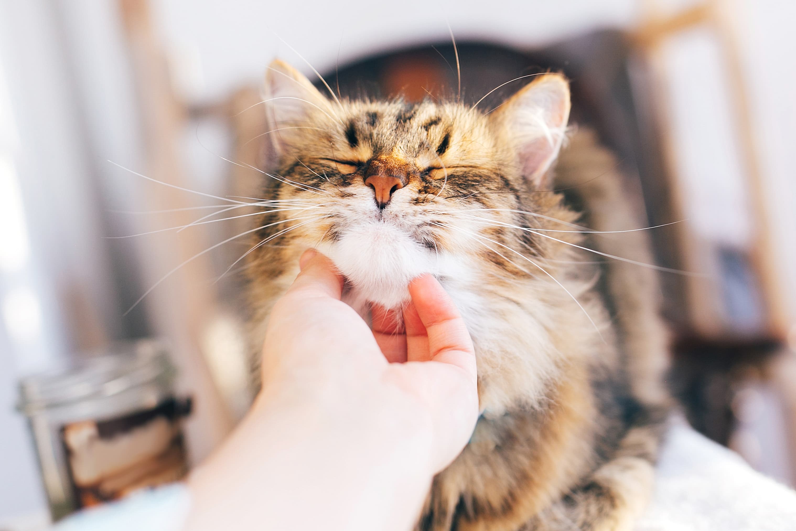 Gato Siberiano sendo acariciado no queixo por um humano