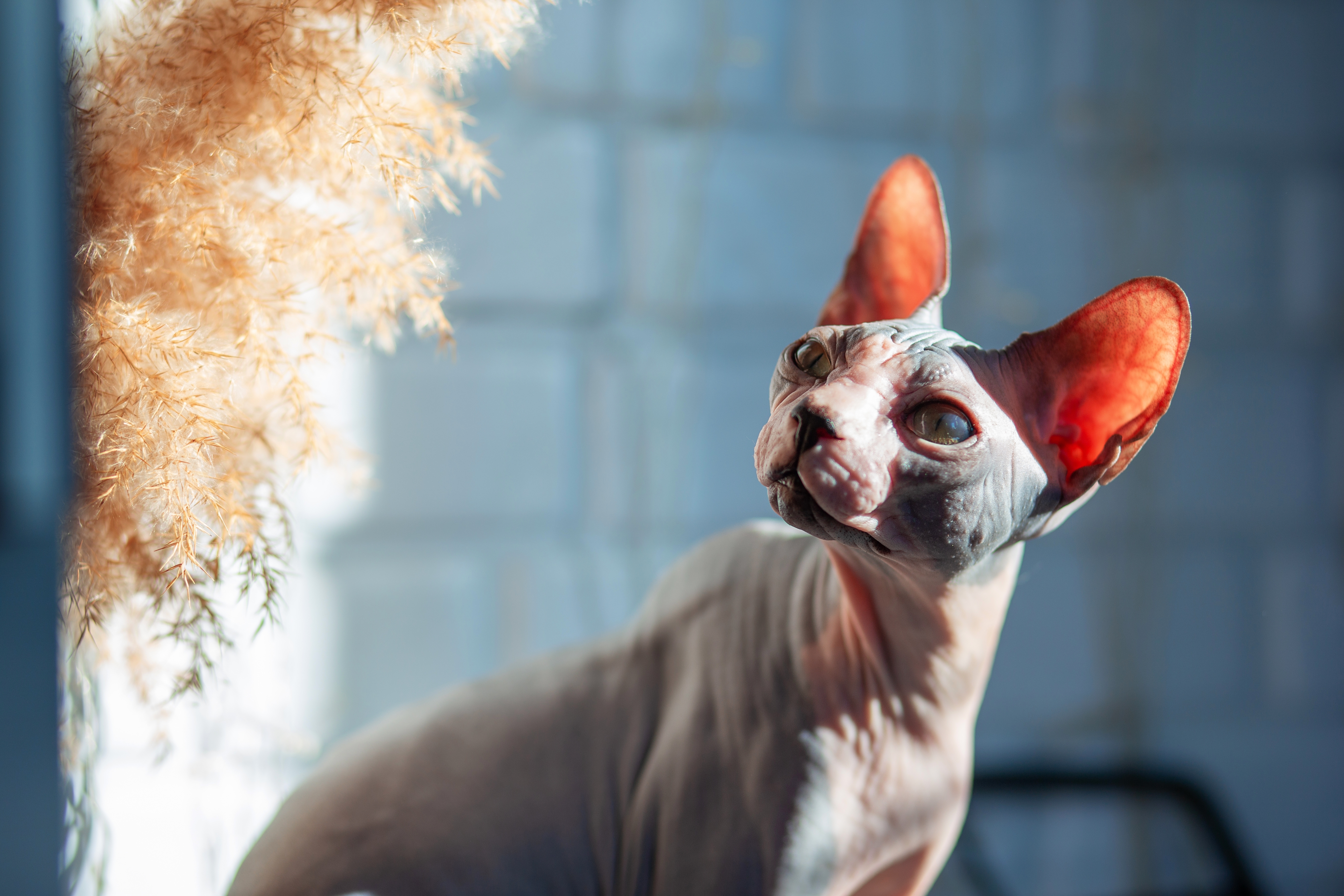Gato Sphynx cinza em pé, olhando fixamente para algo