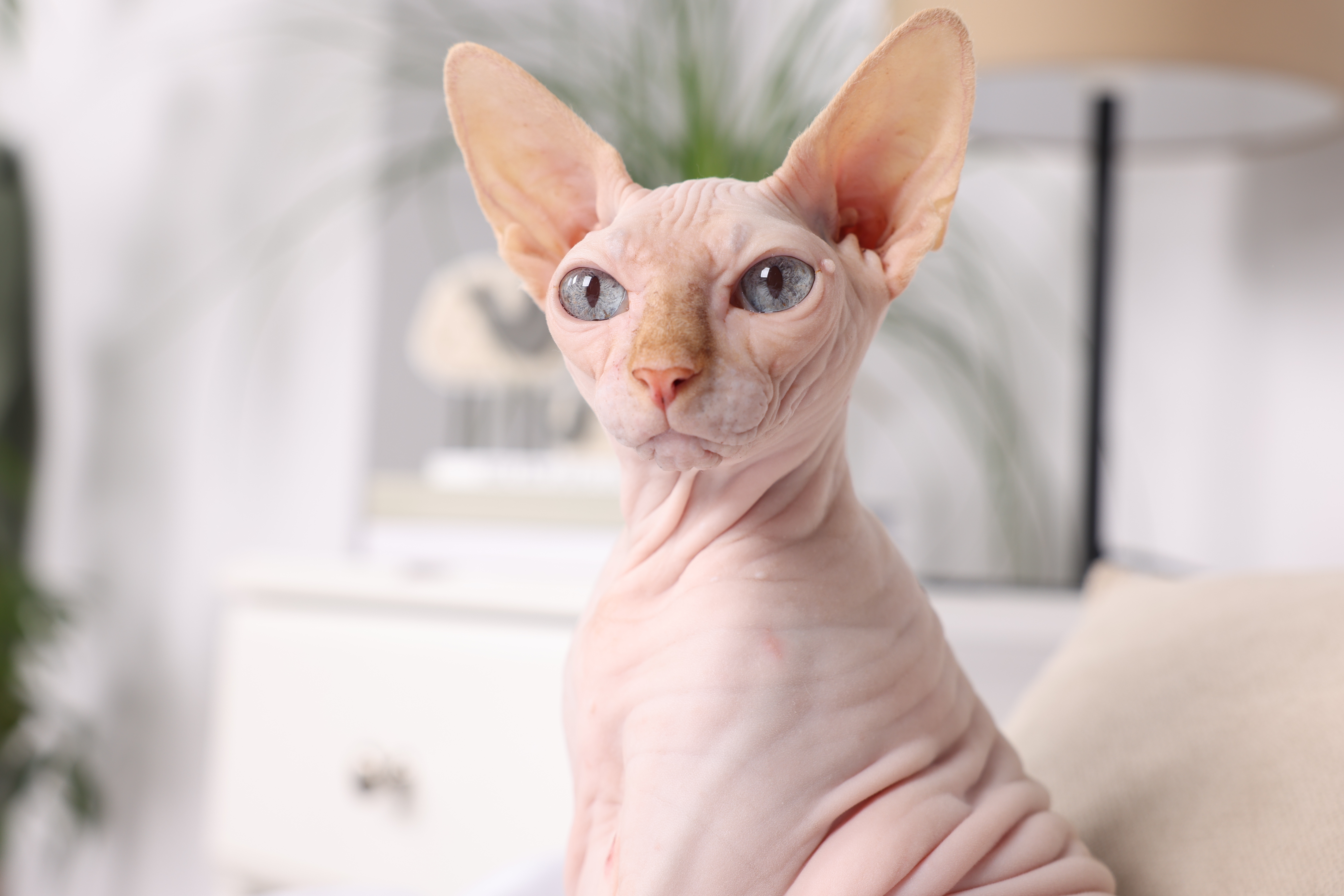 Gato Sphynx branco de olhos azuis, sentado em uma cama