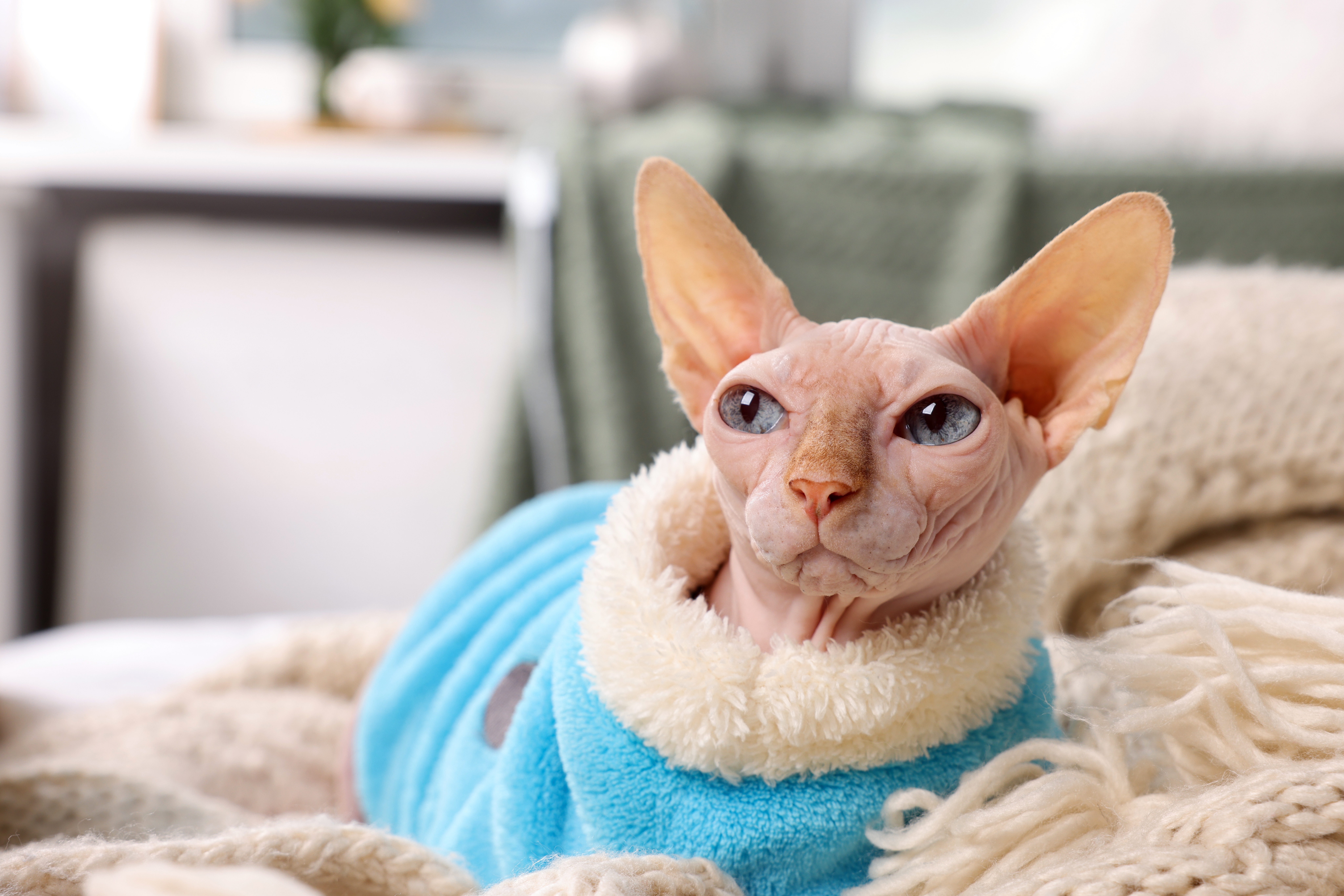 Gato Sphynx branco de olhos azuis, vestindo uma roupa azul com gola peludinha branca, deitado em uma cama