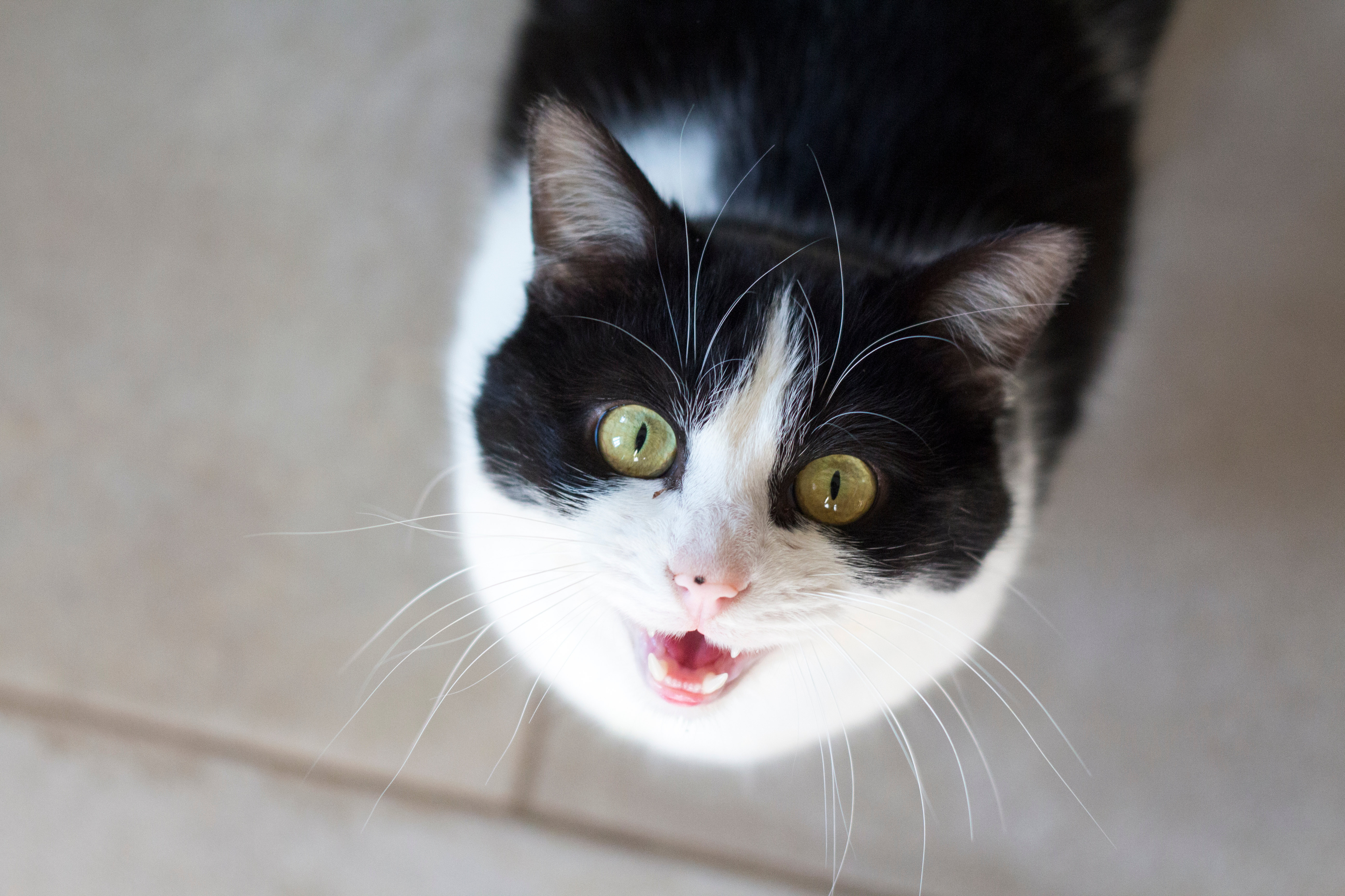 Gato bicolor preto e branco miando sentado em piso de cerâmica enquanto olha para cima.