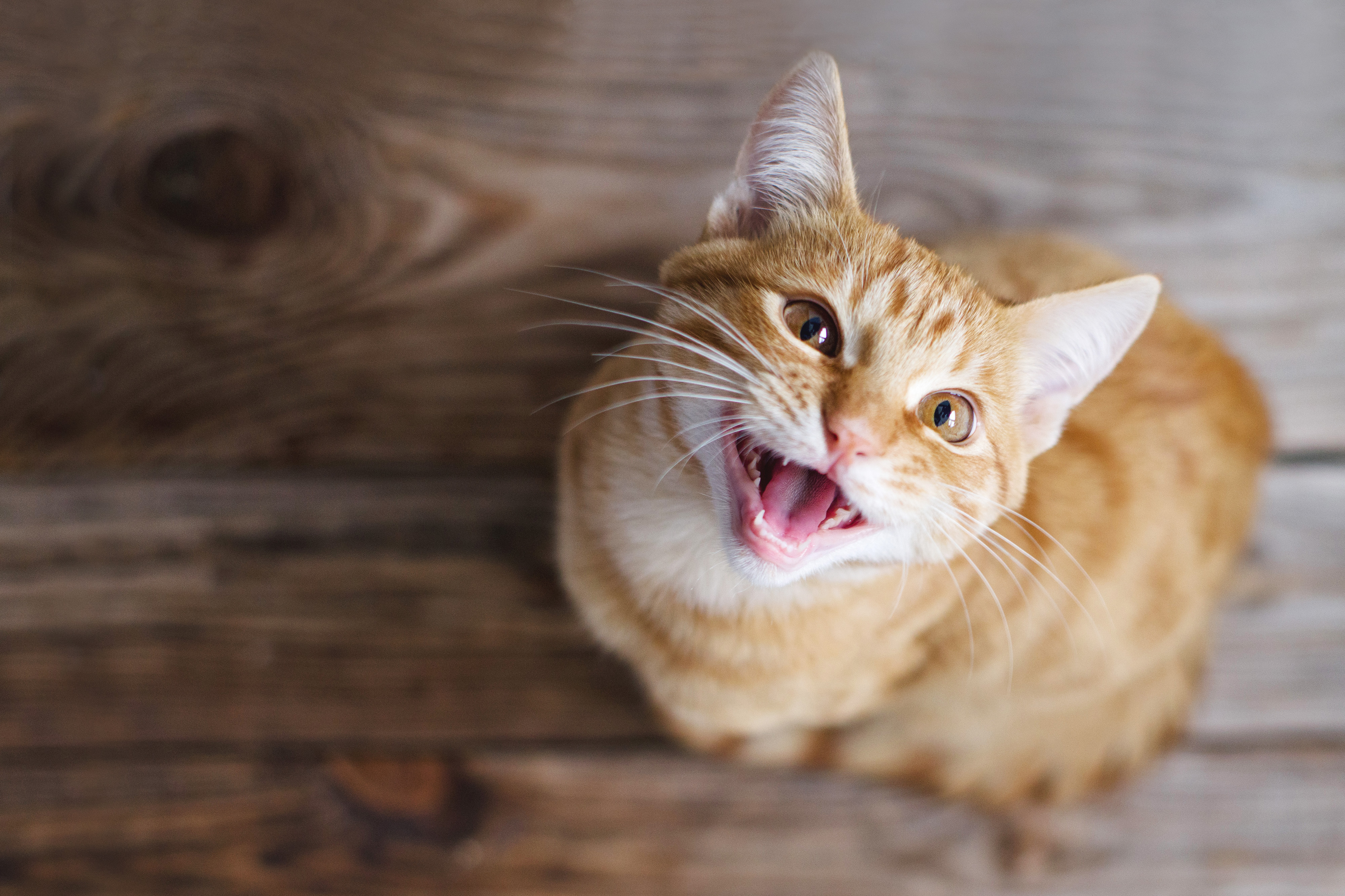 Gato malhado marrom claro miando sentado em piso de madeira enquanto olha para cima.