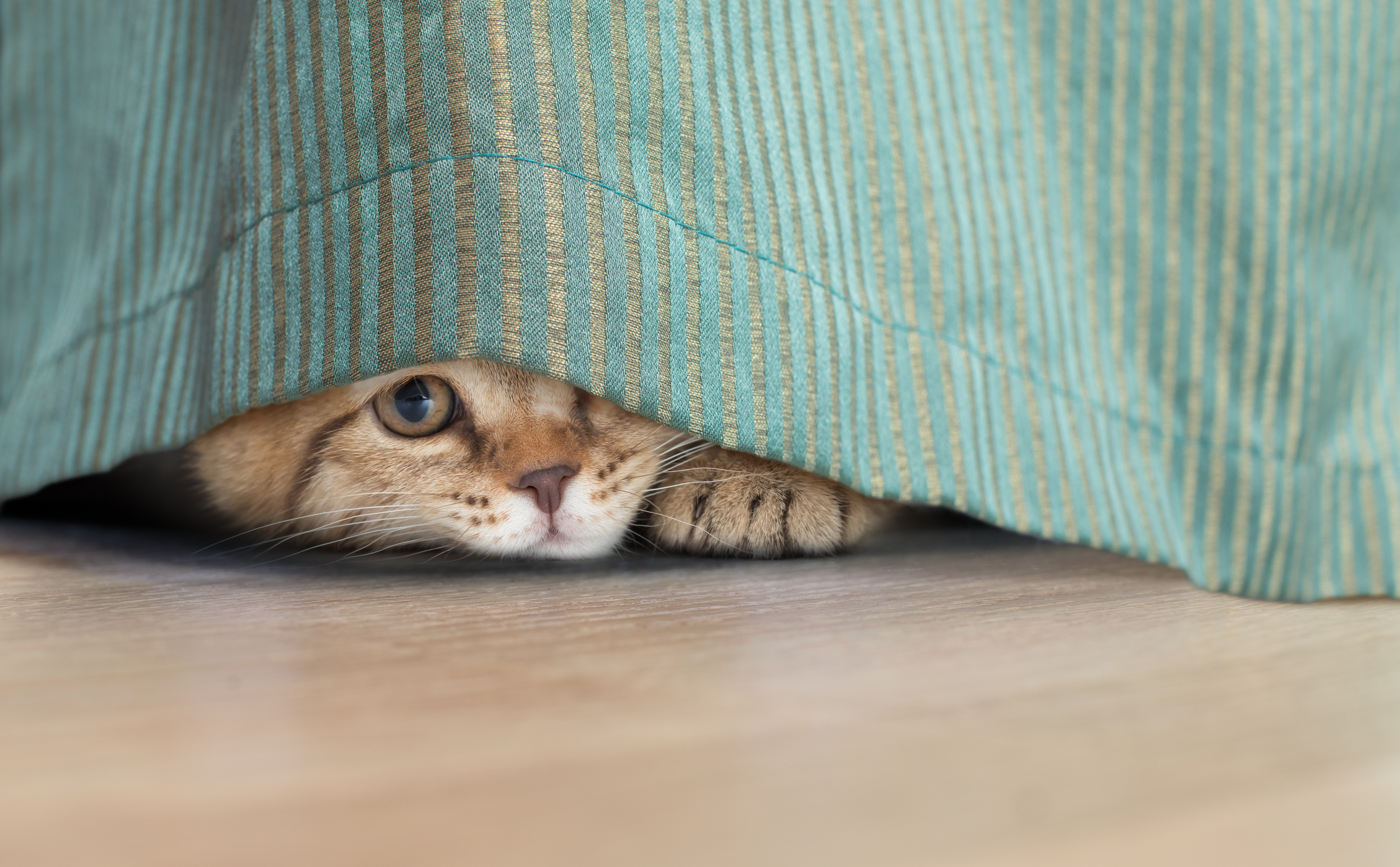 Imagem de um gato amarelo e branco deitado com um pano azul listrado cobrindo seu corpo e metade do seu rosto.