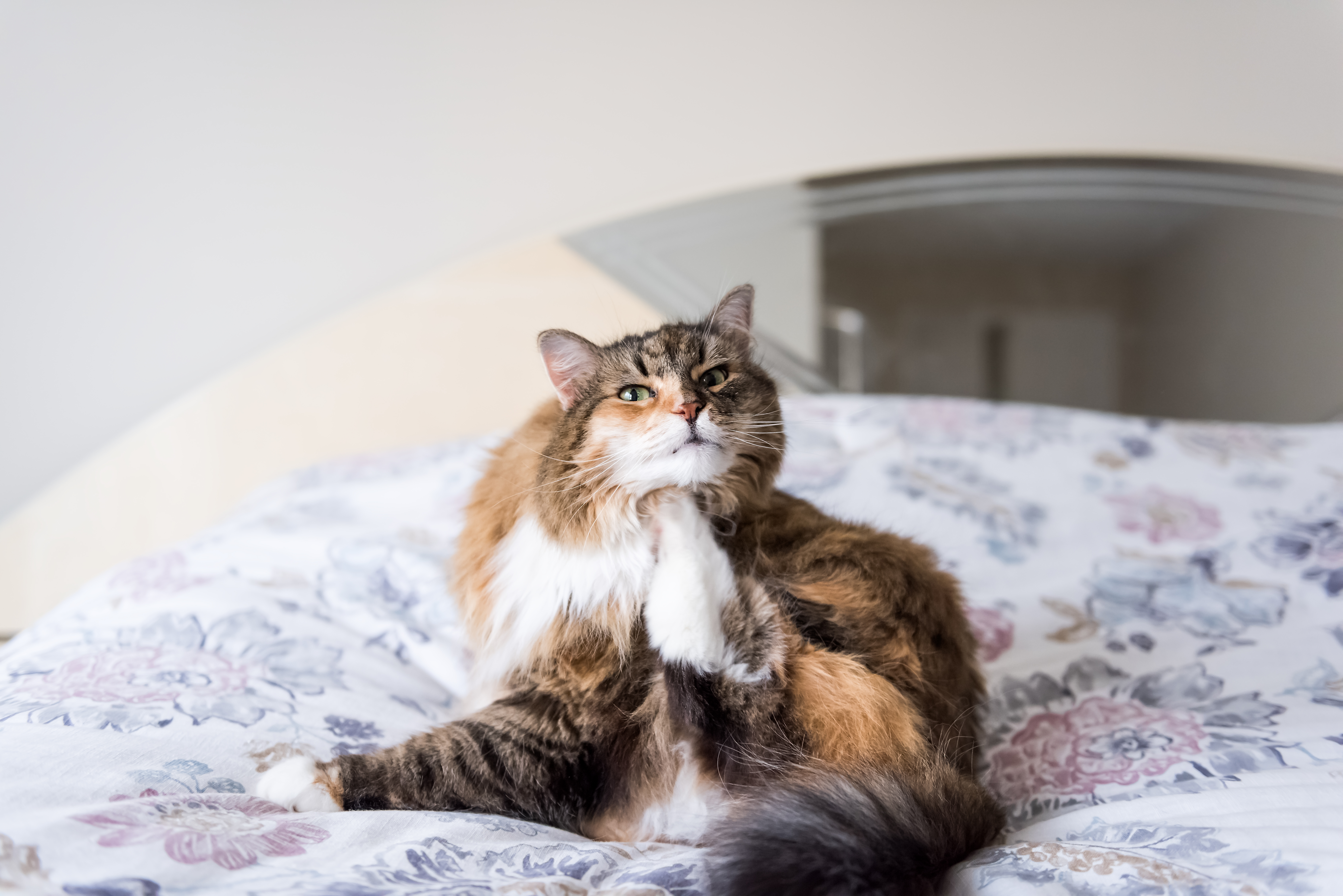 Imagem de um maine coon em tons de marrom e branco, sentado em uma cama, coçando seu pescoço com a pata traseira.